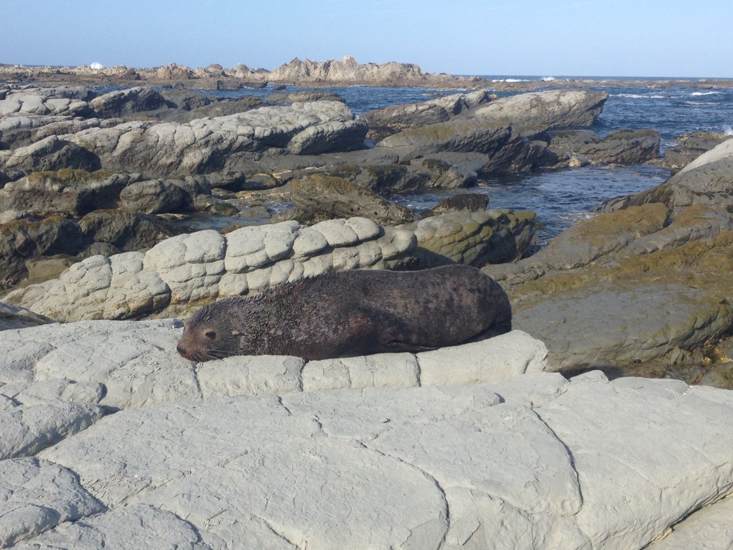 New Zealand Fur Seal (Arctocephalus forsteri)