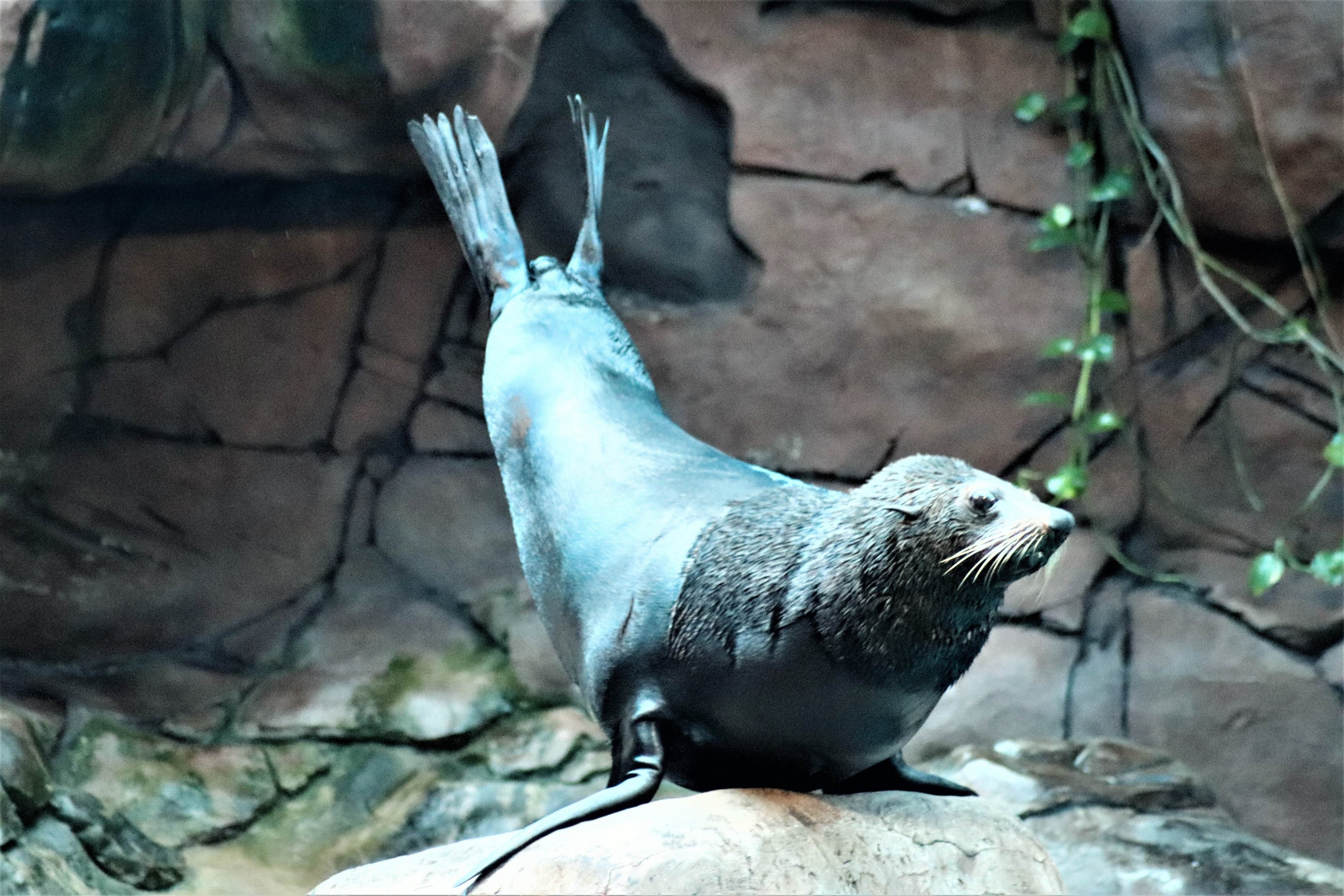 New Zealand Fur Seal (Arctocephalus forsteri)