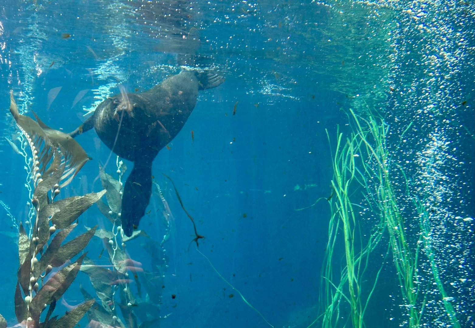 New Zealand fur seal (Arctocephalus forsteri)