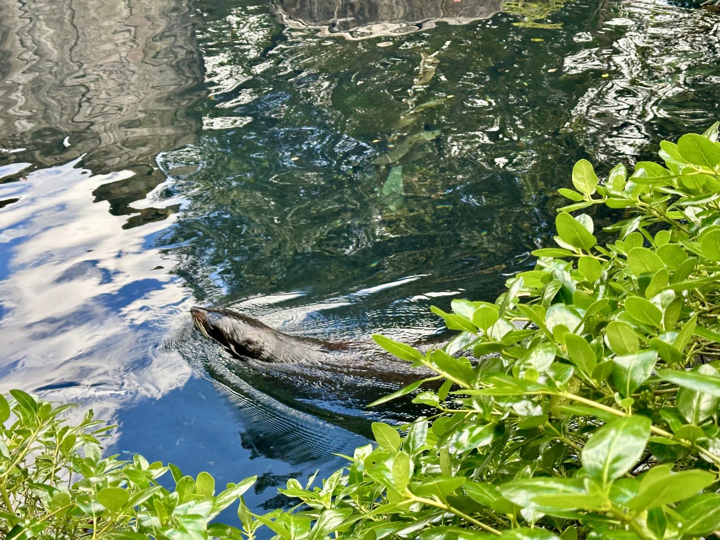 New Zealand fur seal (Arctocephalus forsteri)