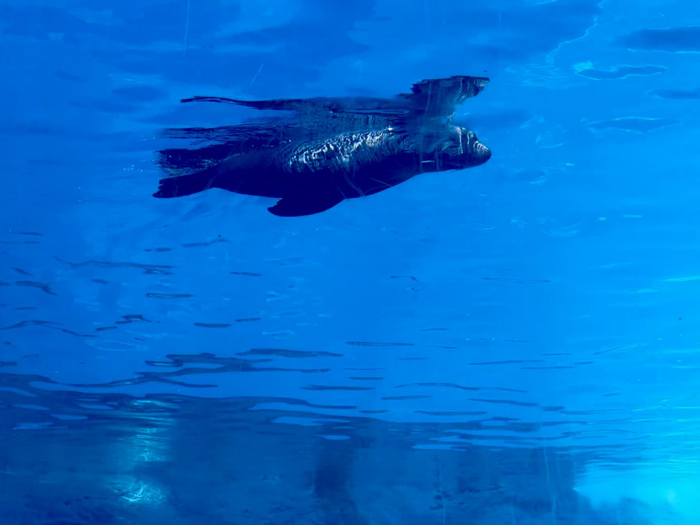 New Zealand fur seal (Arctocephalus forsteri)