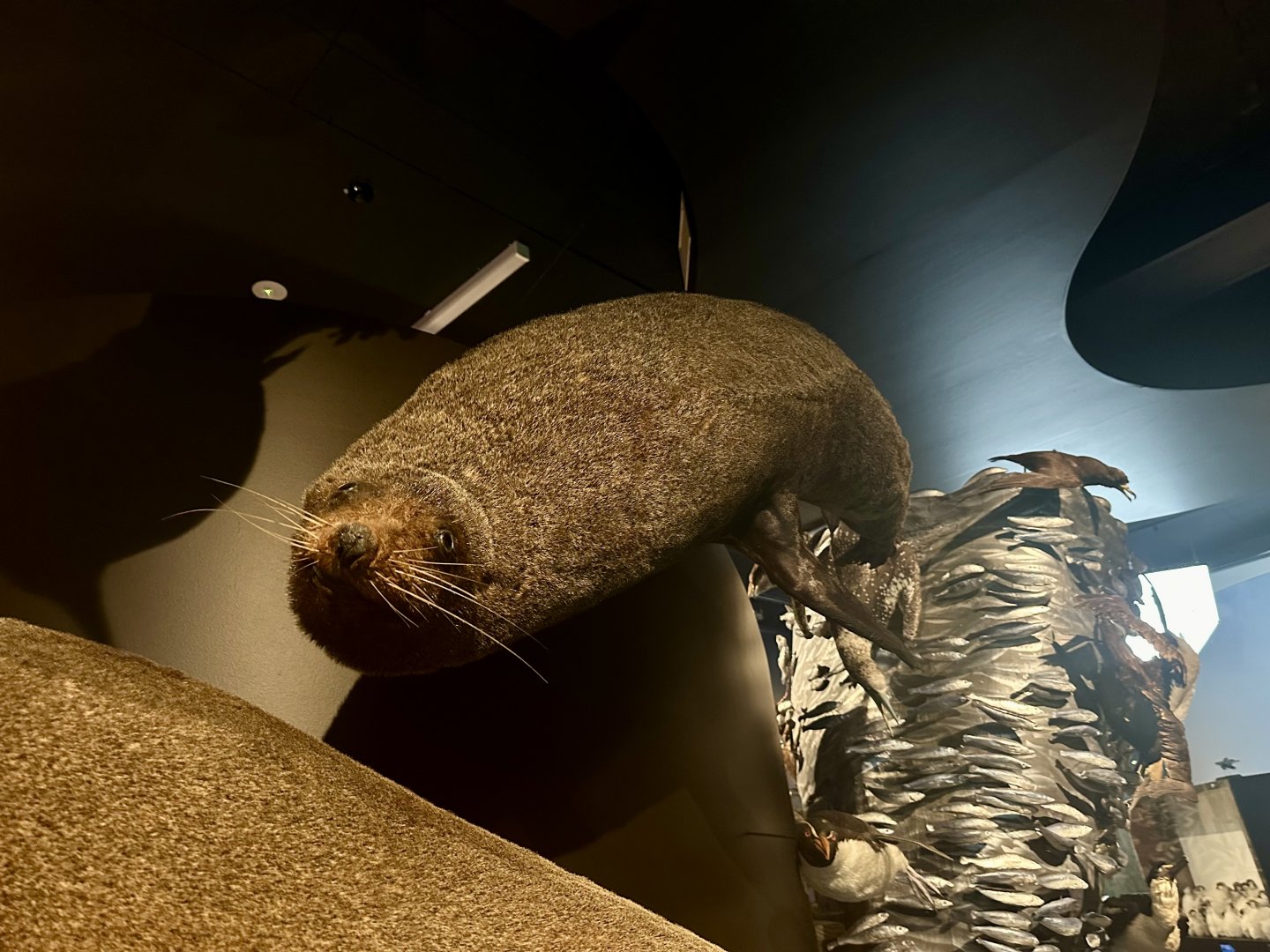 New Zealand fur seal (Arctocephalus forsteri)