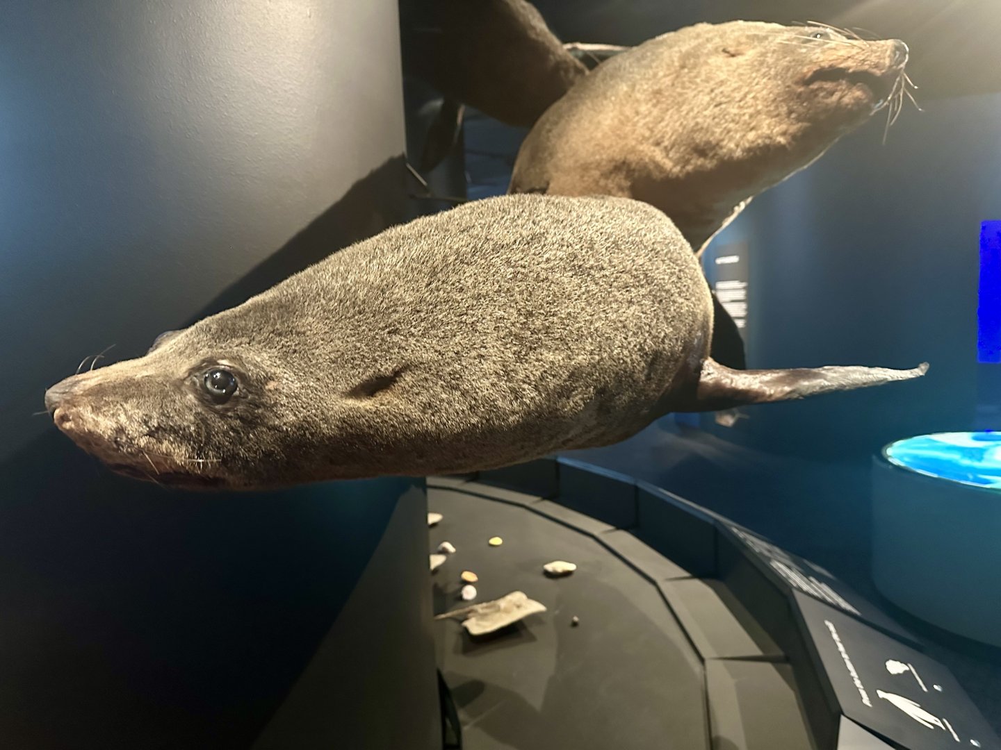 New Zealand fur seal (Arctocephalus forsteri)