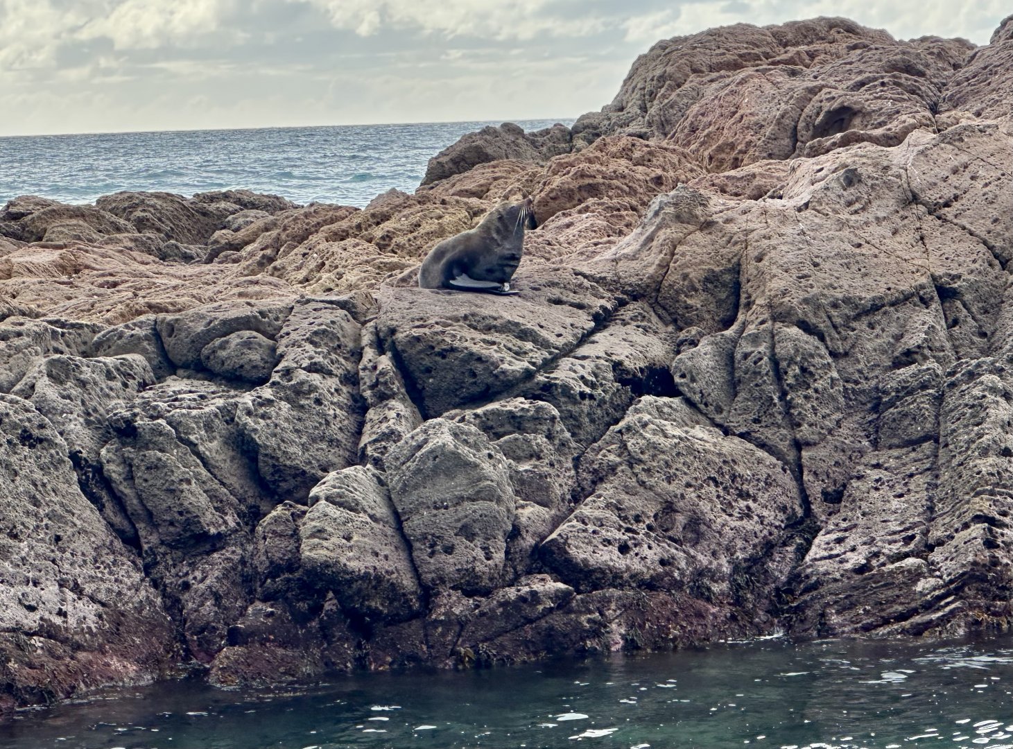 New Zealand fur seal (Arctocephalus forsteri)