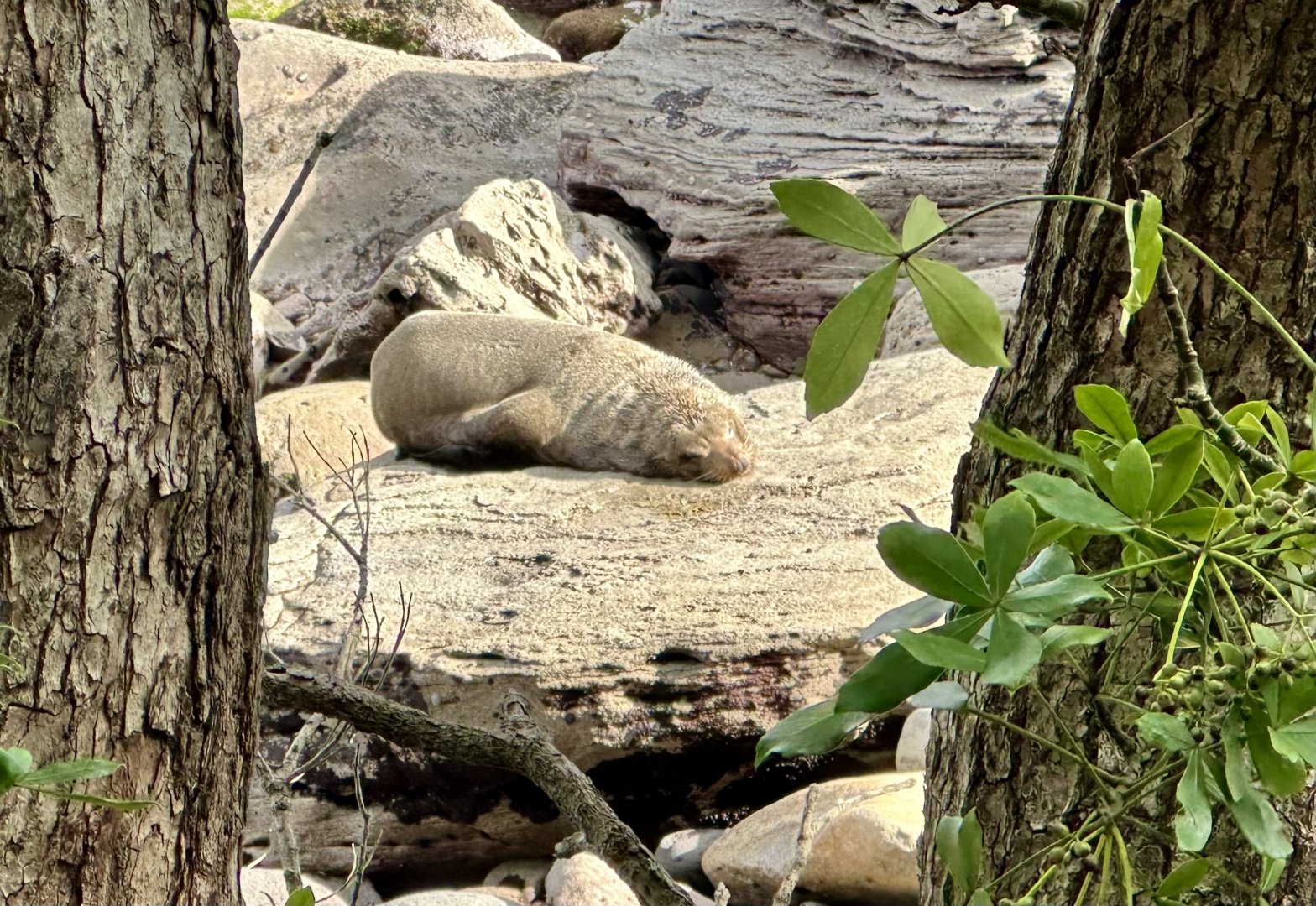 New Zealand fur seal (Arctocephalus forsteri)