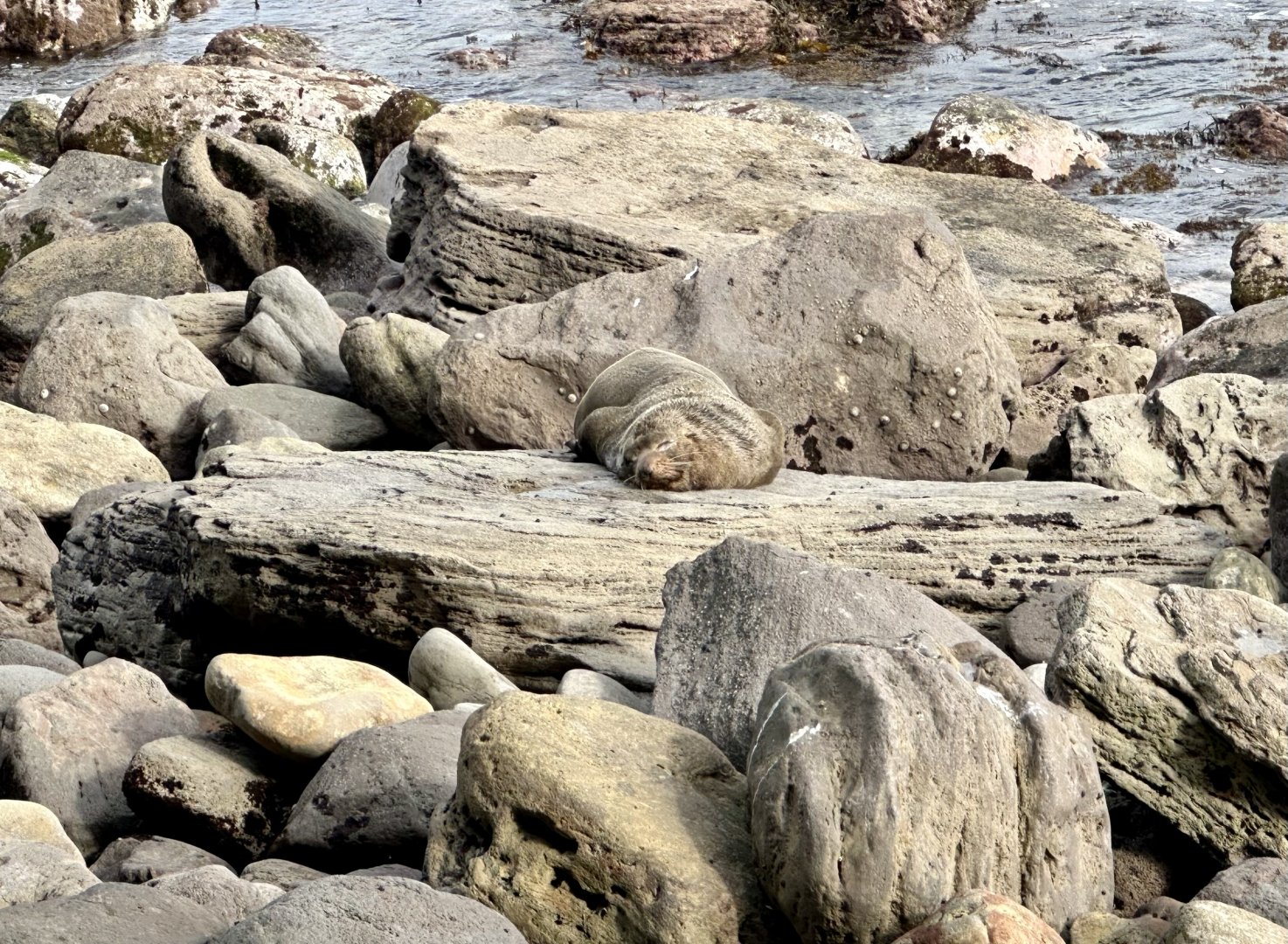 New Zealand fur seal (Arctocephalus forsteri)