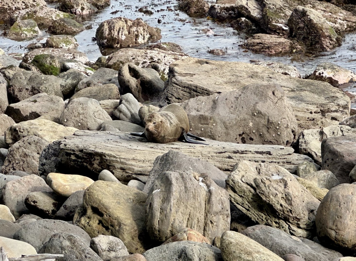 New Zealand fur seal (Arctocephalus forsteri)