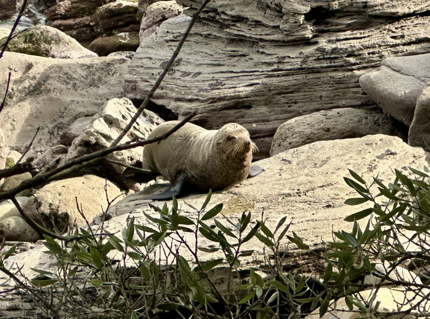 New Zealand fur seal (Arctocephalus forsteri)
