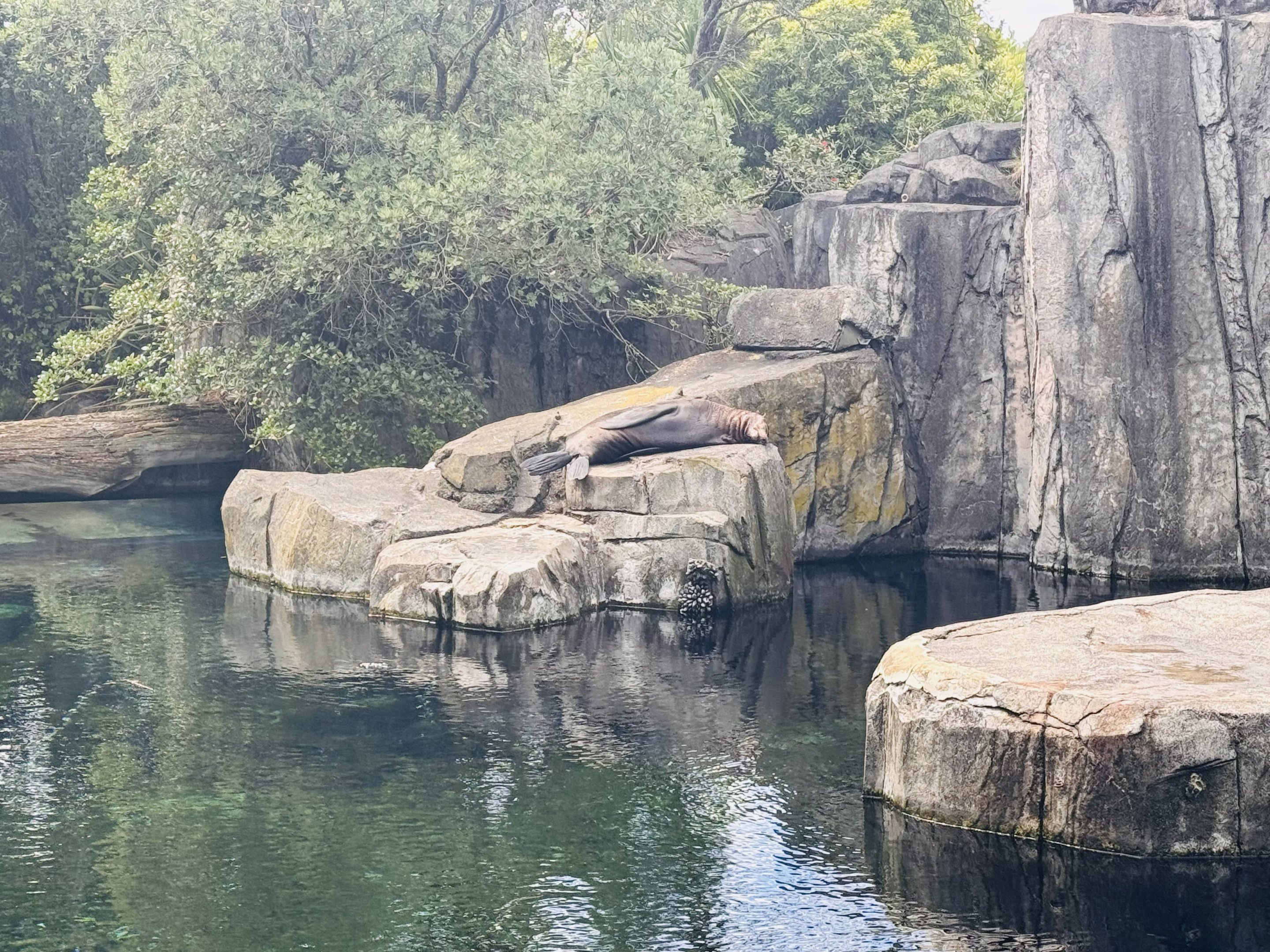 New Zealand Fur Seal enclosure