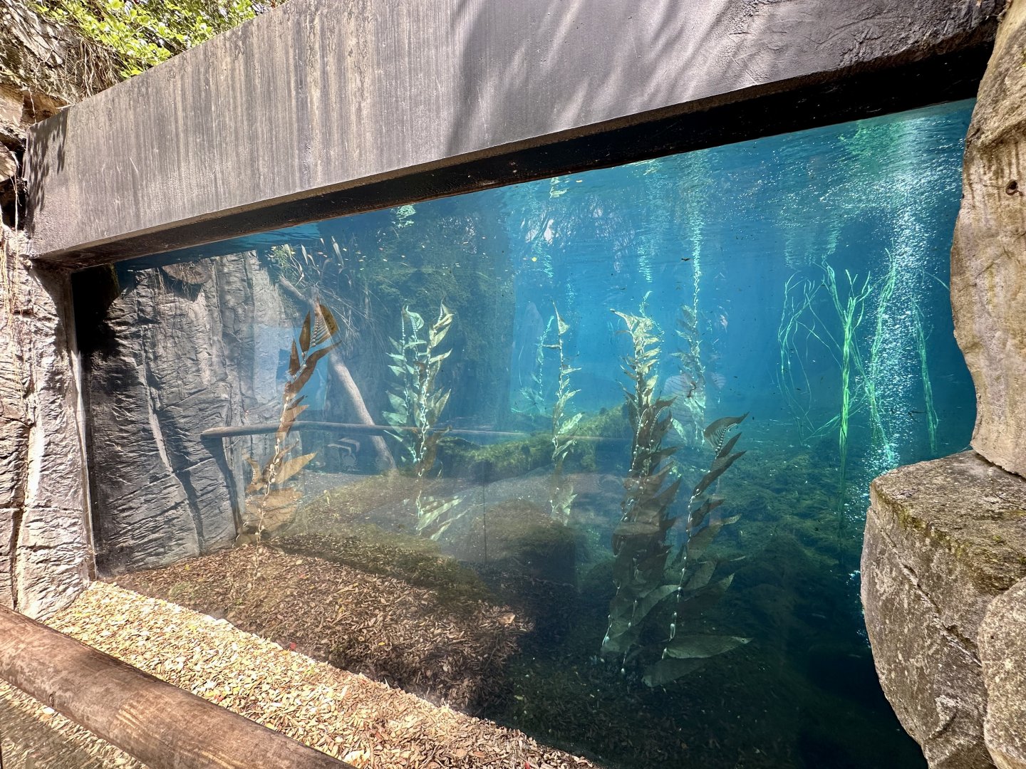 New Zealand Fur Seal Exhibit (The Coast)