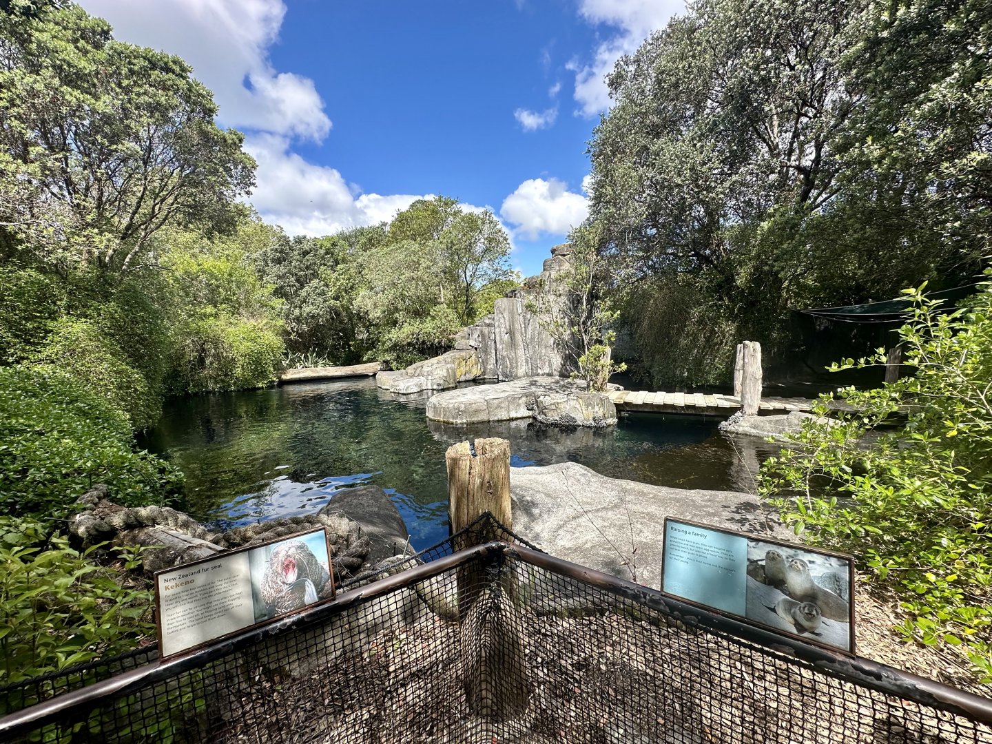 New Zealand Fur Seal Exhibit (The Coast)