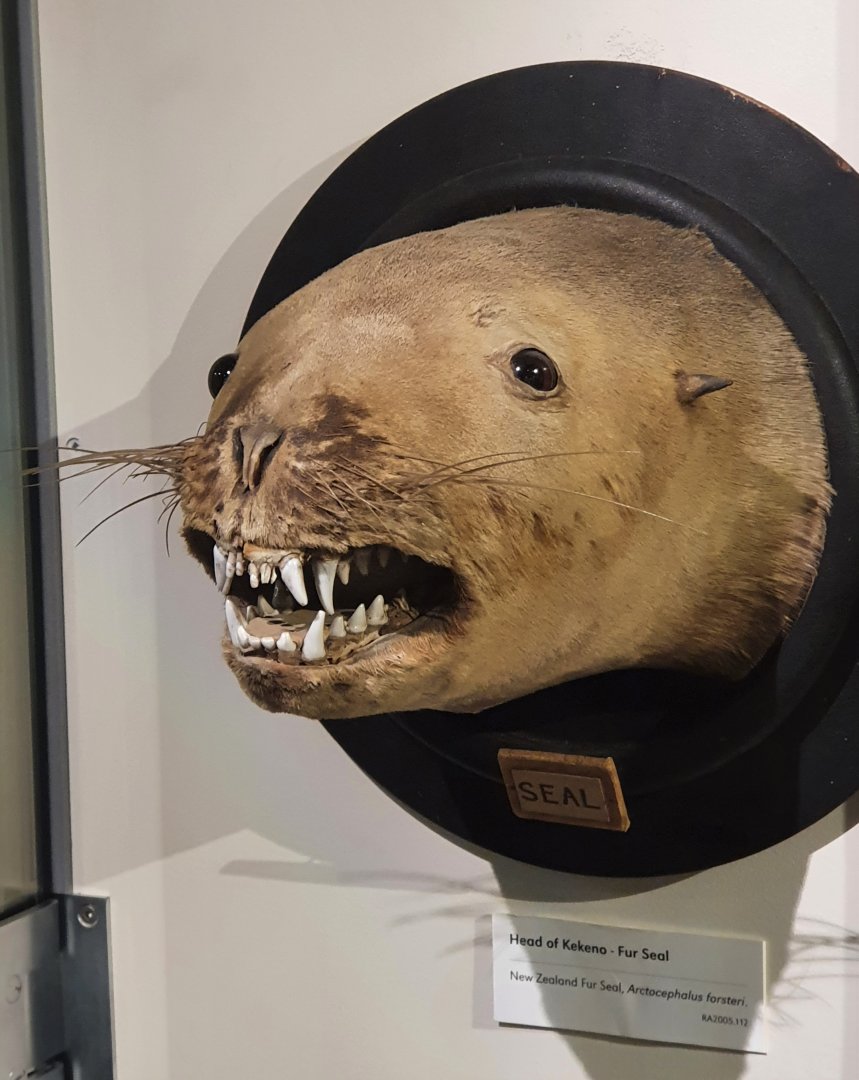 New Zealand Fur Seal mount, Nelson Provincial Museum