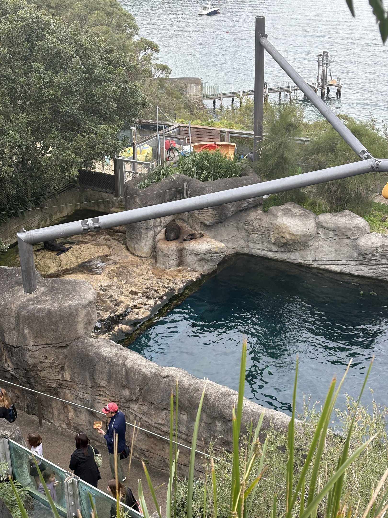 New Zealand Fur Seal pup - July 2025
