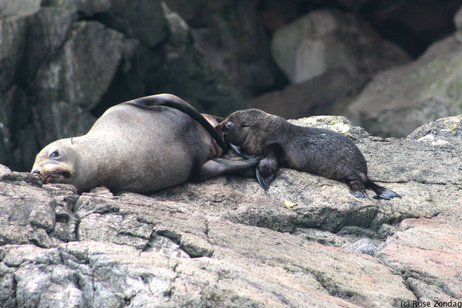 New Zealand Fur Seal & Pup