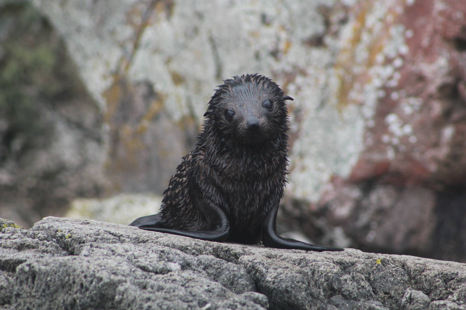 New Zealand Fur Seal Pup