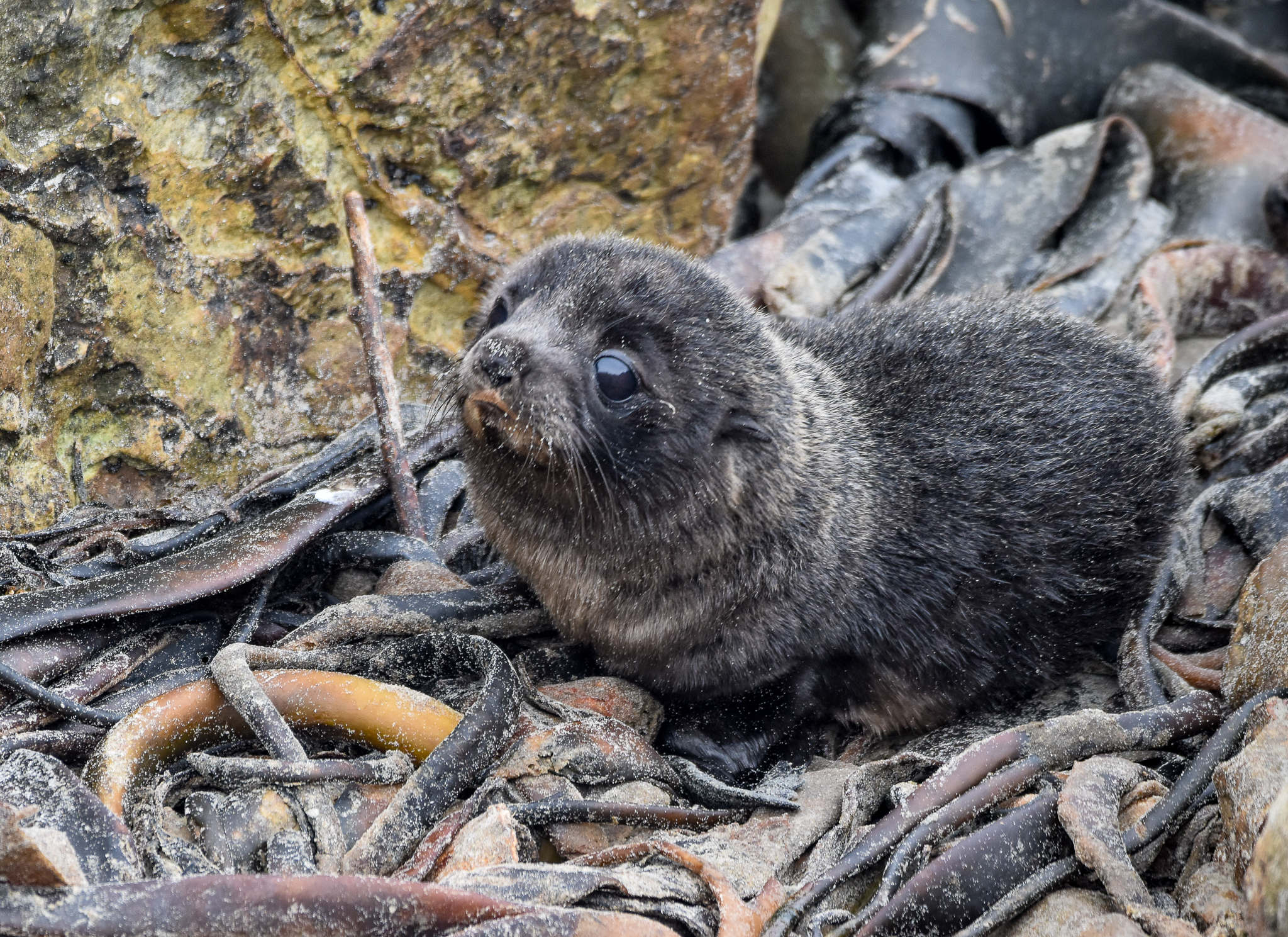 New Zealand Fur Seal pup