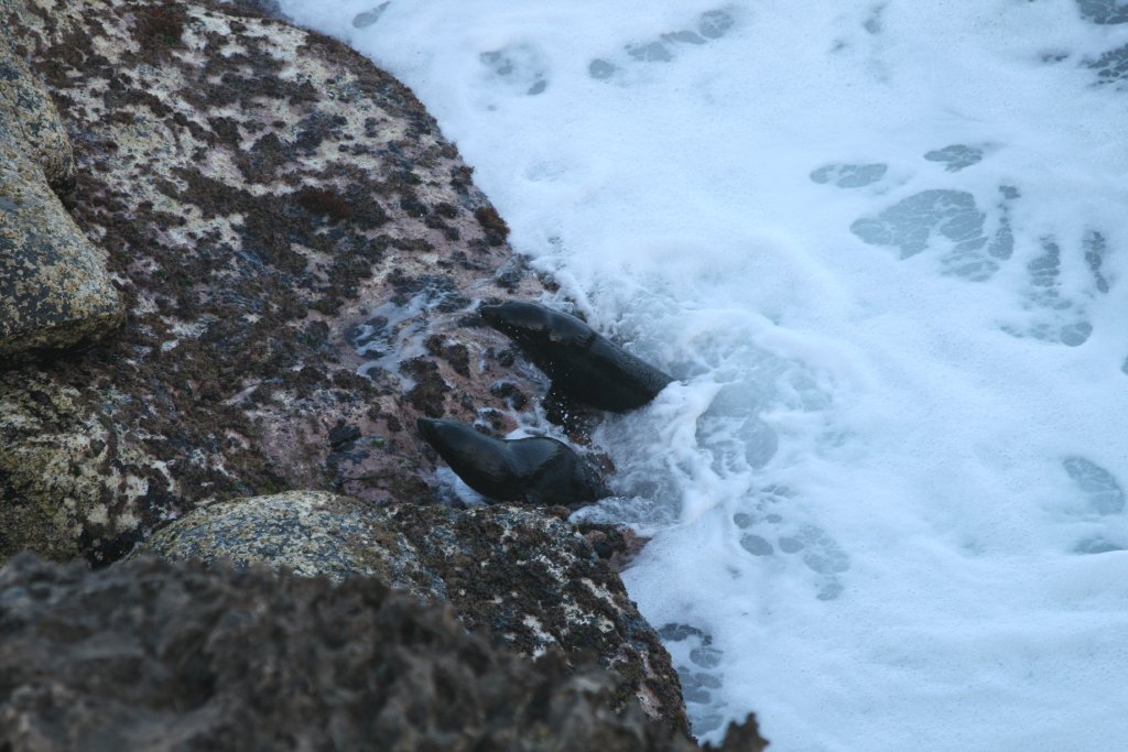 New Zealand Fur Seal Pups