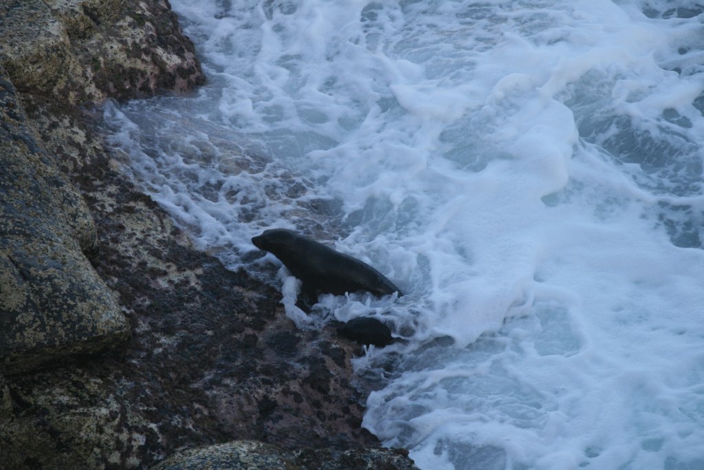 New Zealand Fur Seal pups