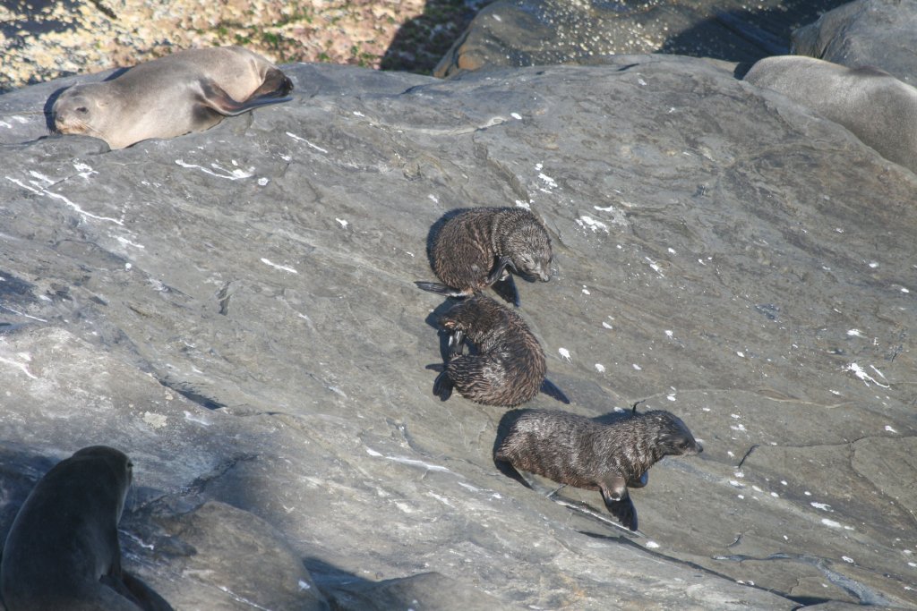 New Zealand Fur Seal pups