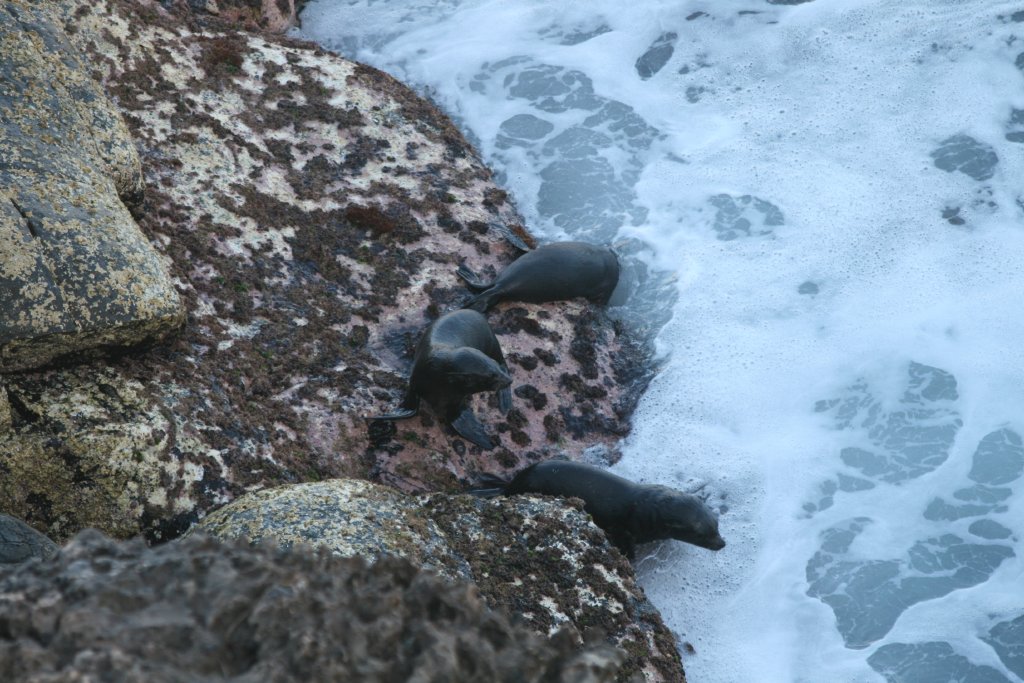 New Zealand Fur Seal pups