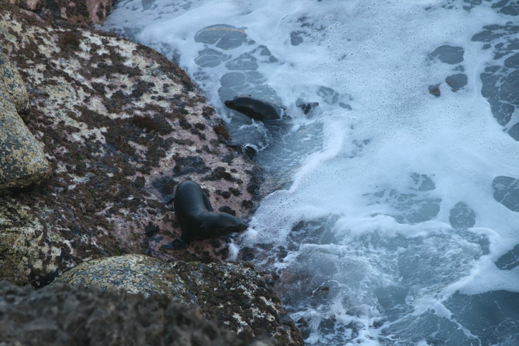 New Zealand Fur Seal pups
