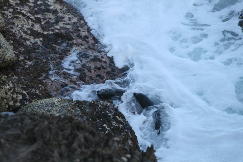 New Zealand Fur Seal pups