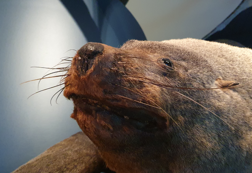 New Zealand Fur Seal - Tasmanian Museum and Art Gallery