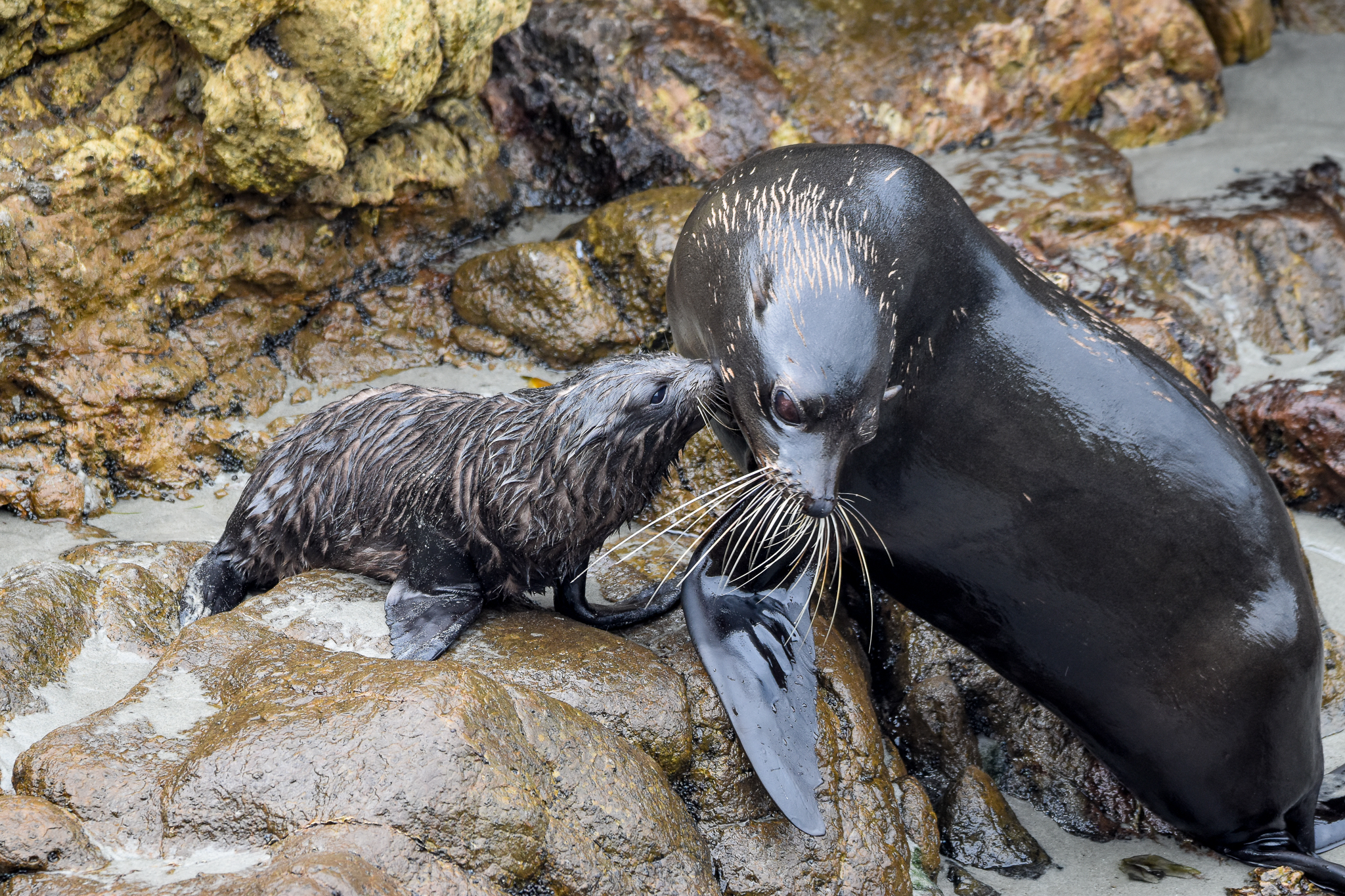 New Zealand Fur Seal with pup