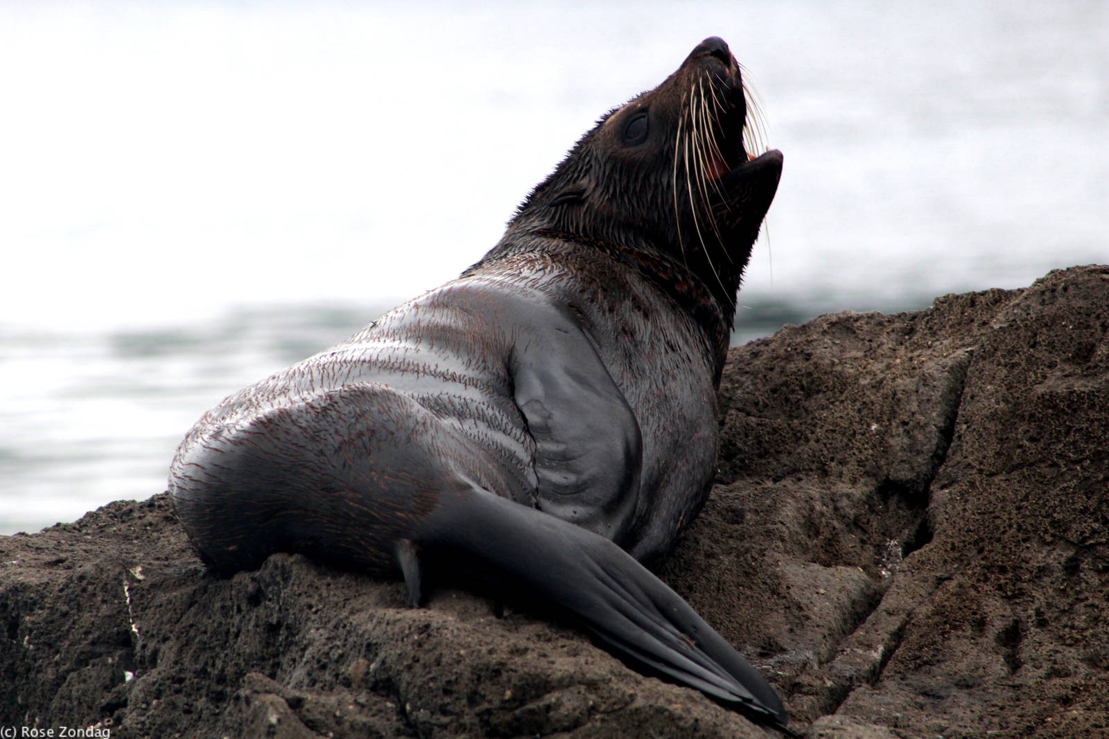 New Zealand Fur Seal