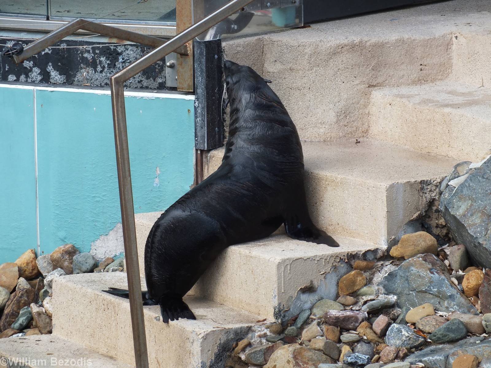 New Zealand Fur Seal (?)