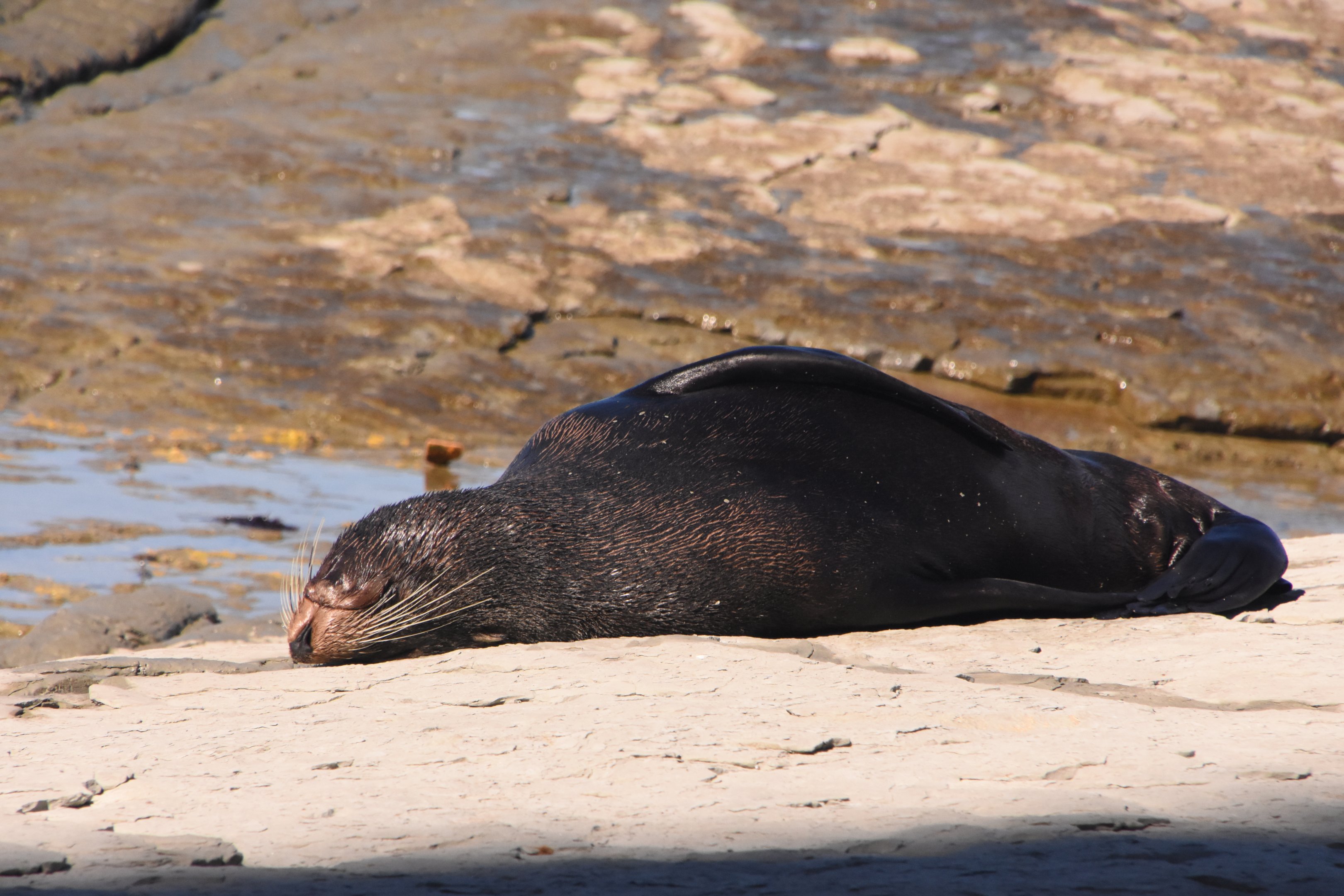New Zealand Fur seal