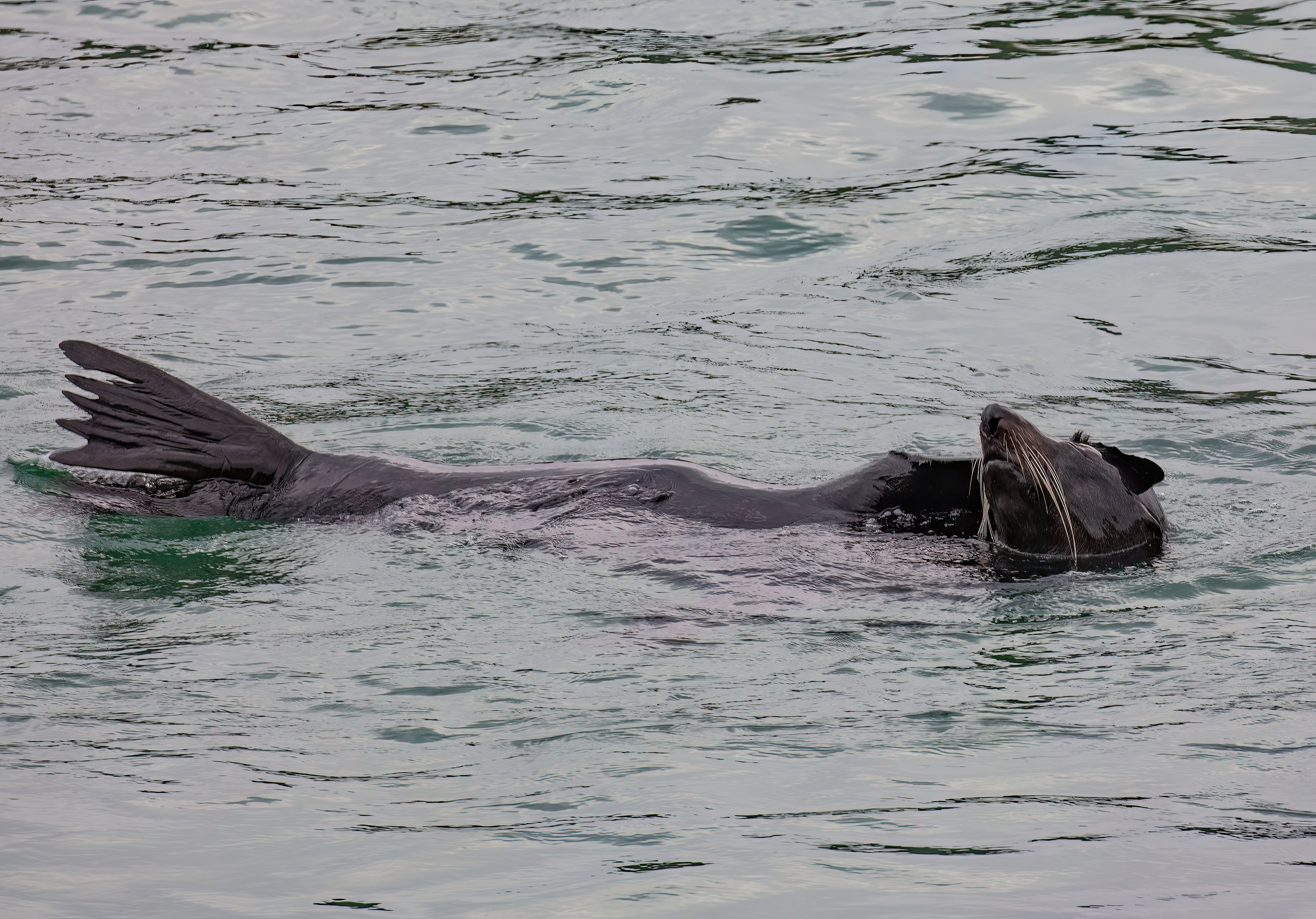New Zealand Fur Seal