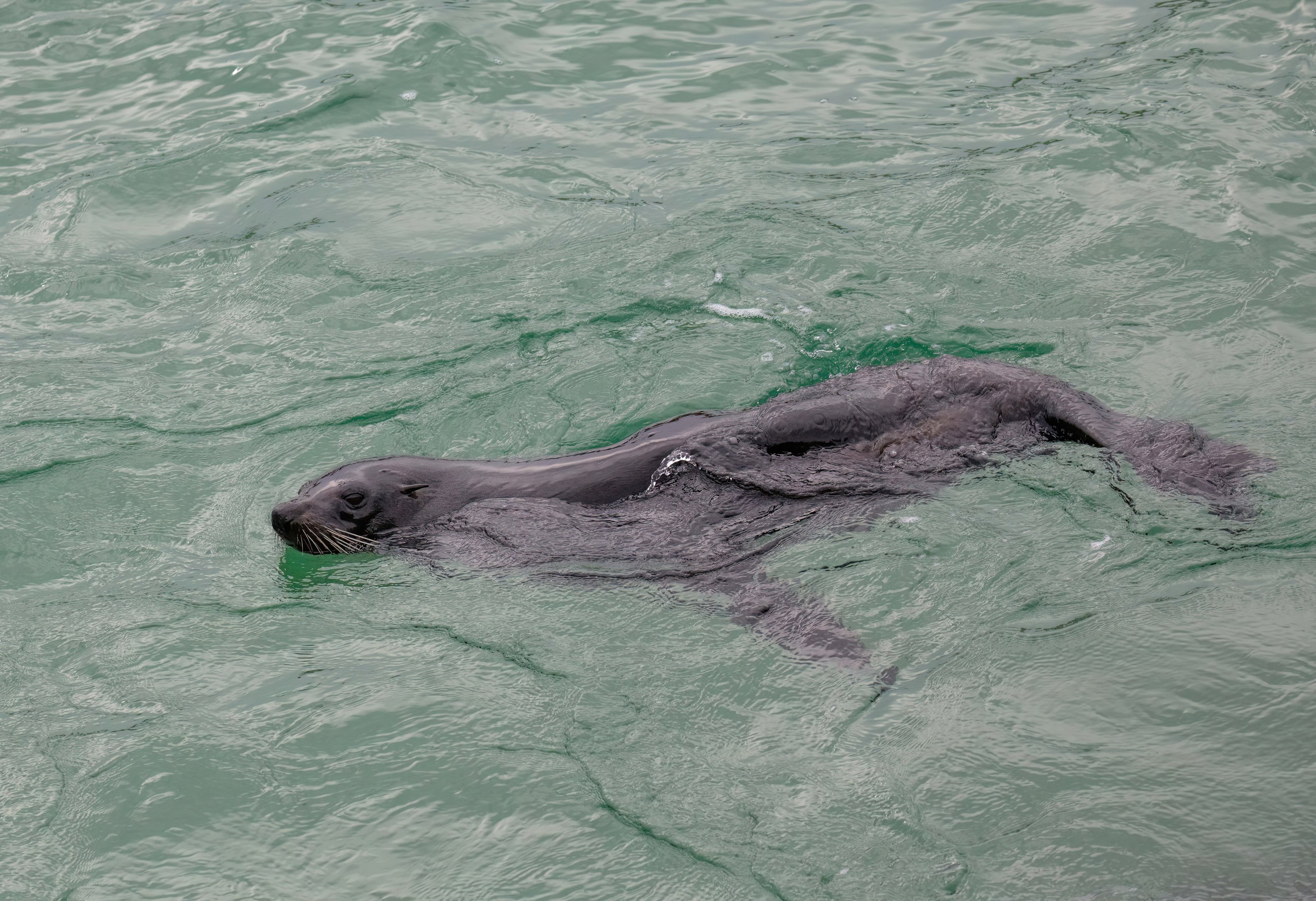 New Zealand Fur Seal