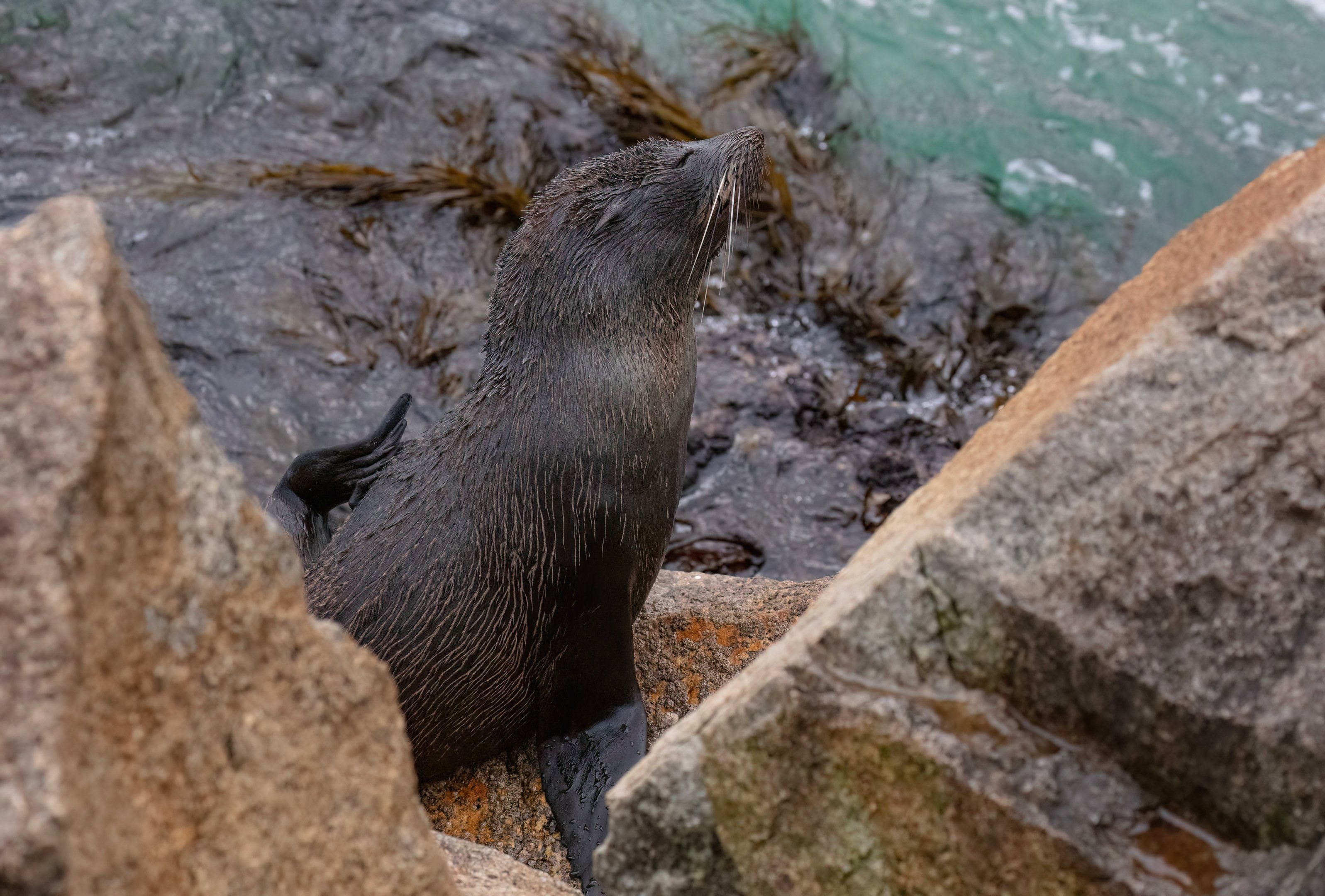 New Zealand Fur Seal
