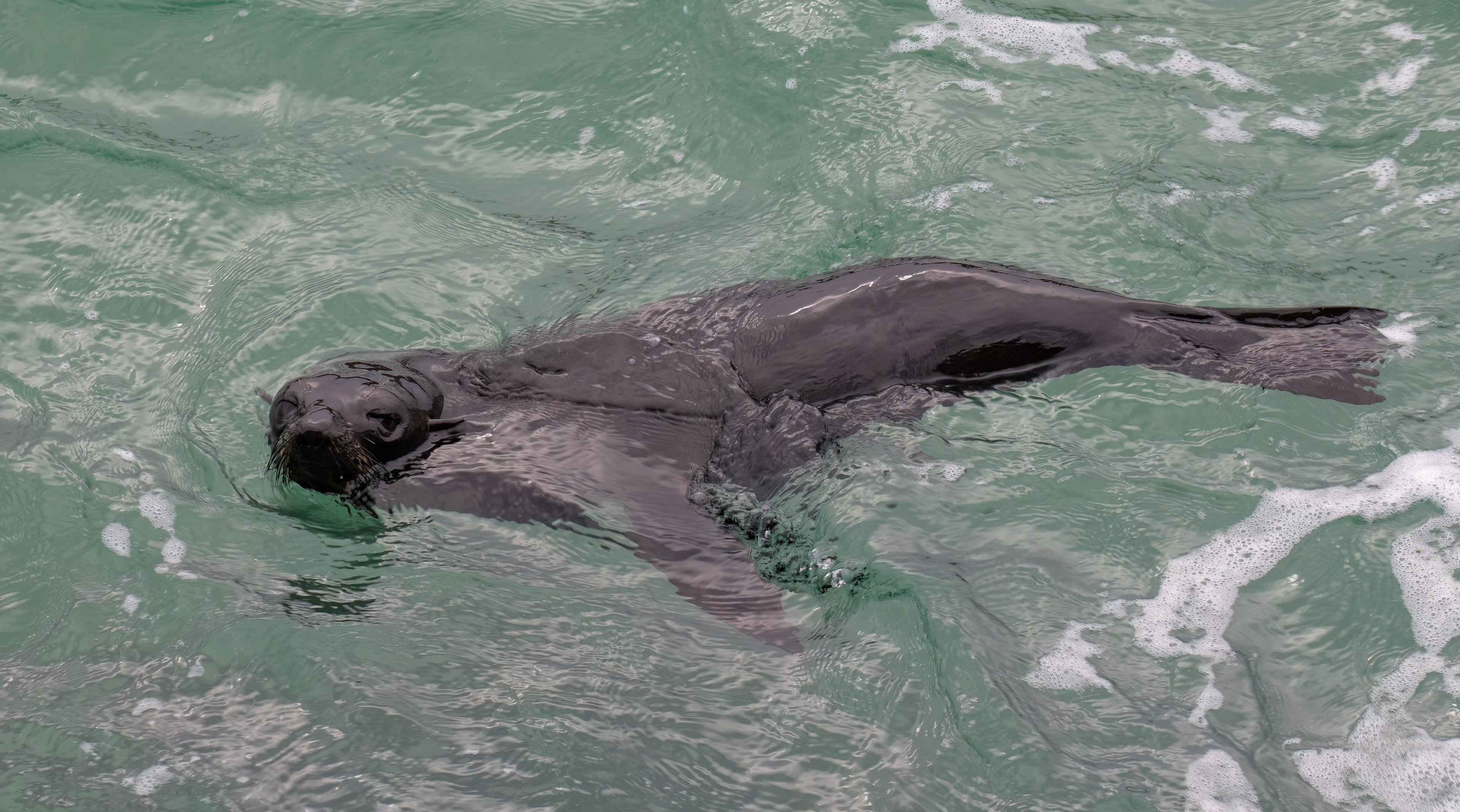 New Zealand Fur Seal