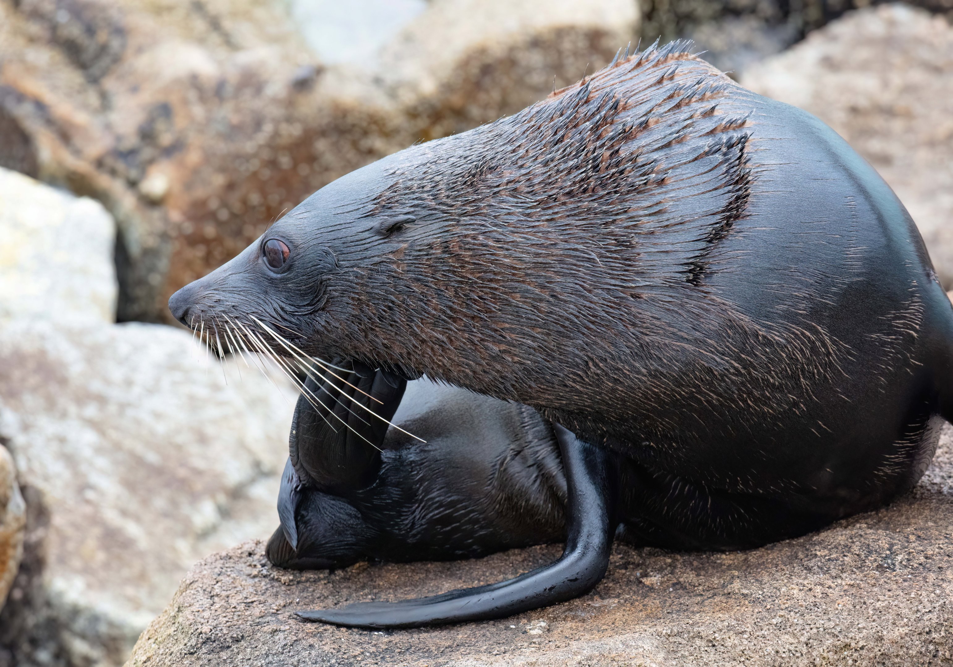 New Zealand Fur Seal