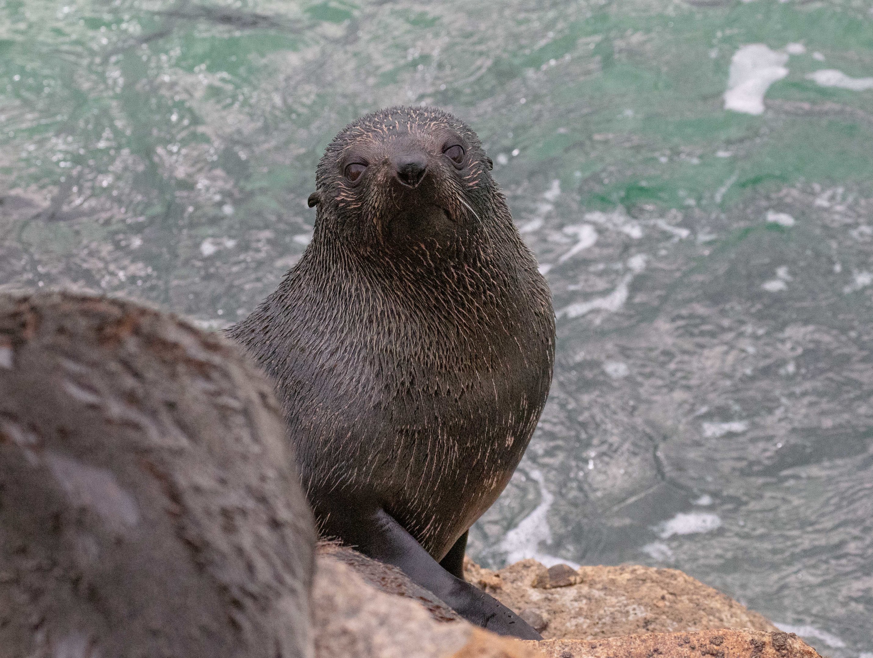 New Zealand Fur Seal