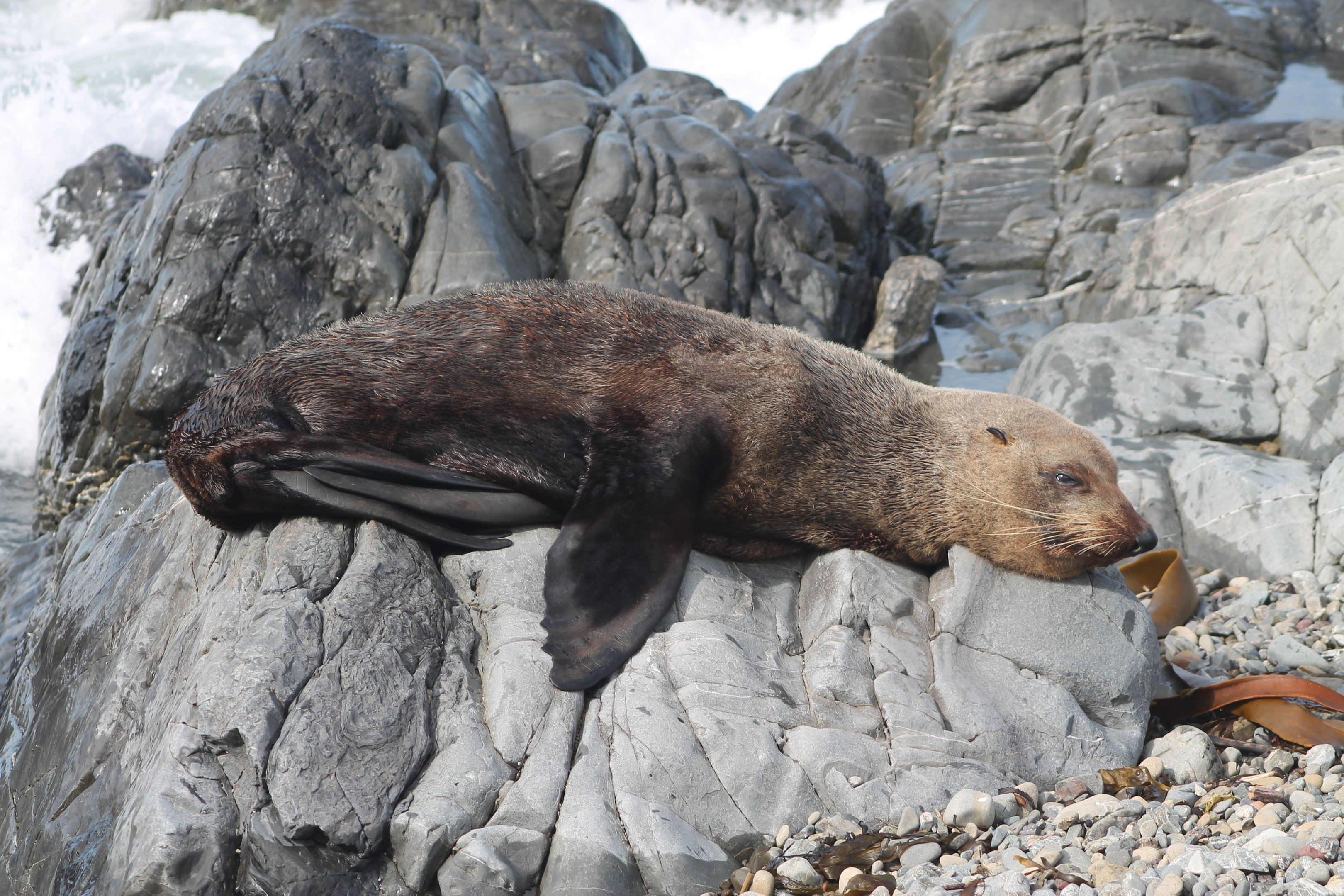New Zealand Fur Seal