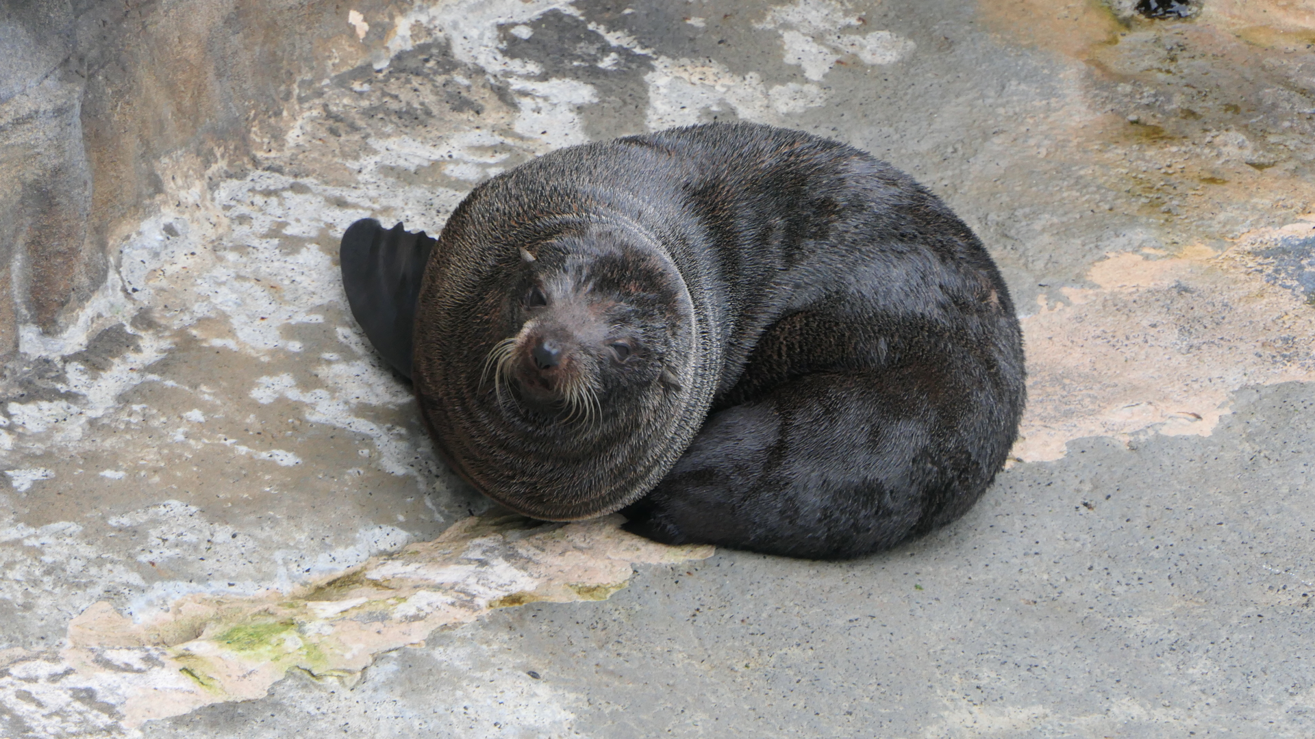 New Zealand Fur Seal