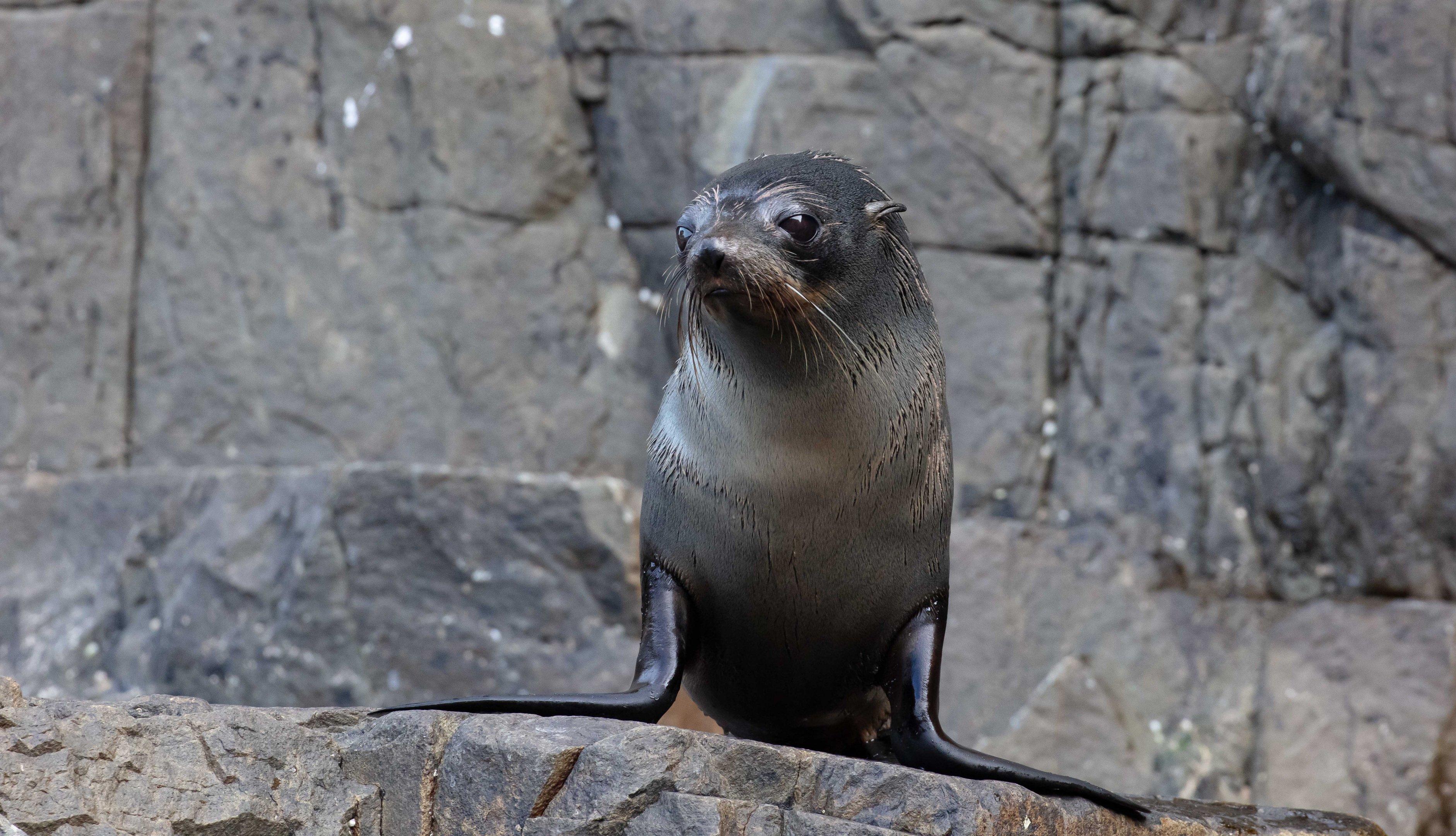 New Zealand Fur Seal