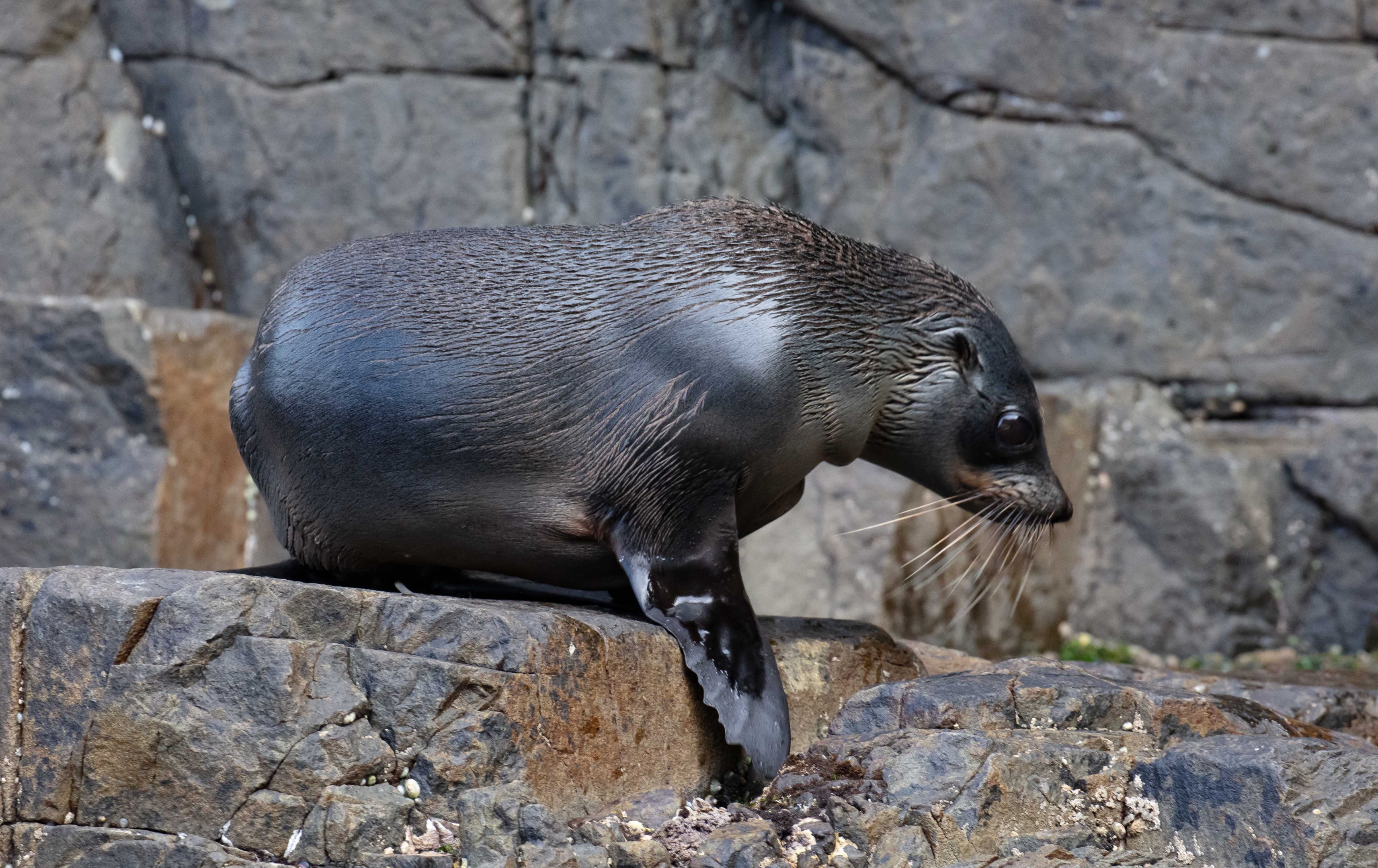 New Zealand Fur Seal