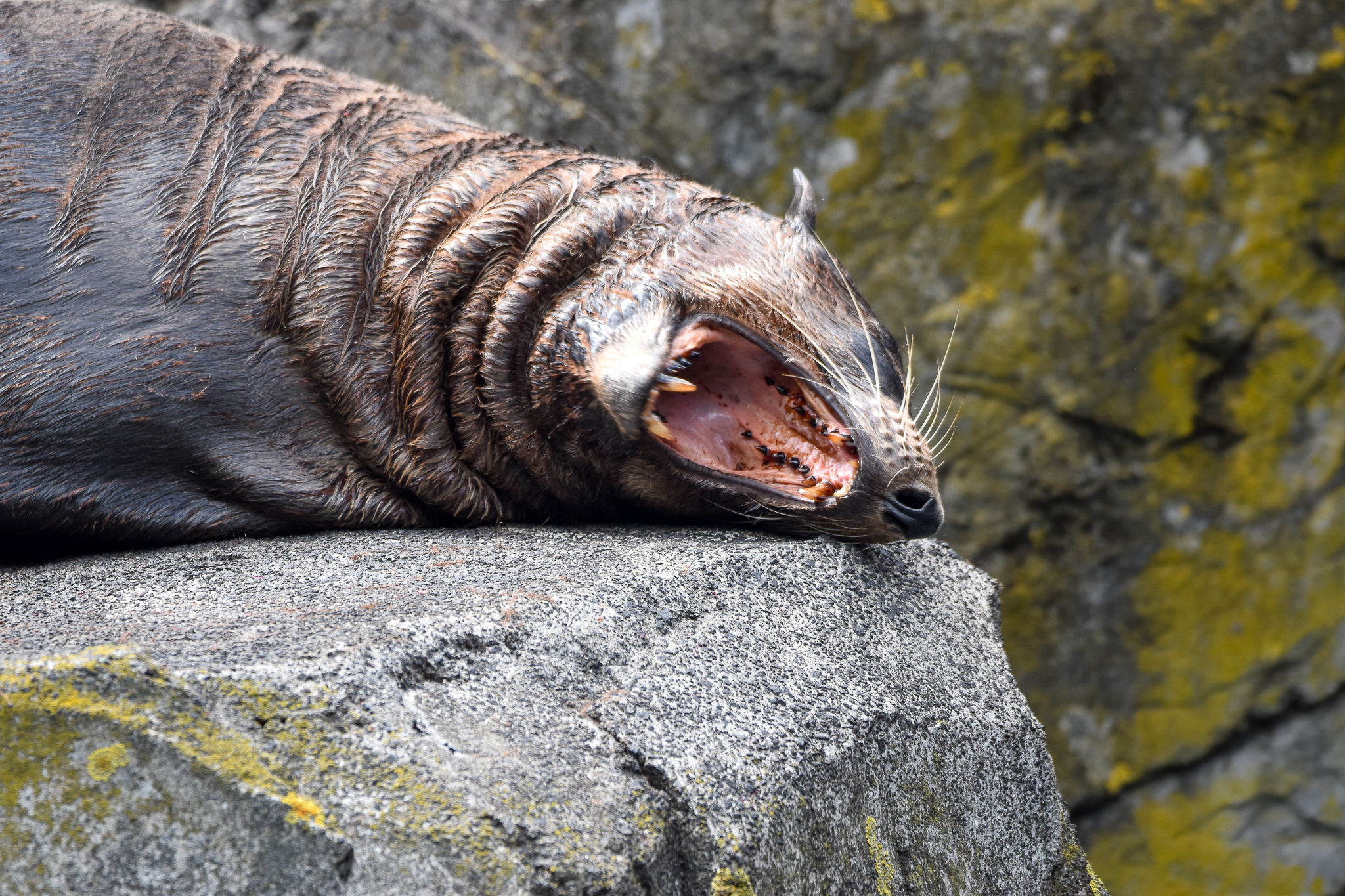 New Zealand Fur Seal