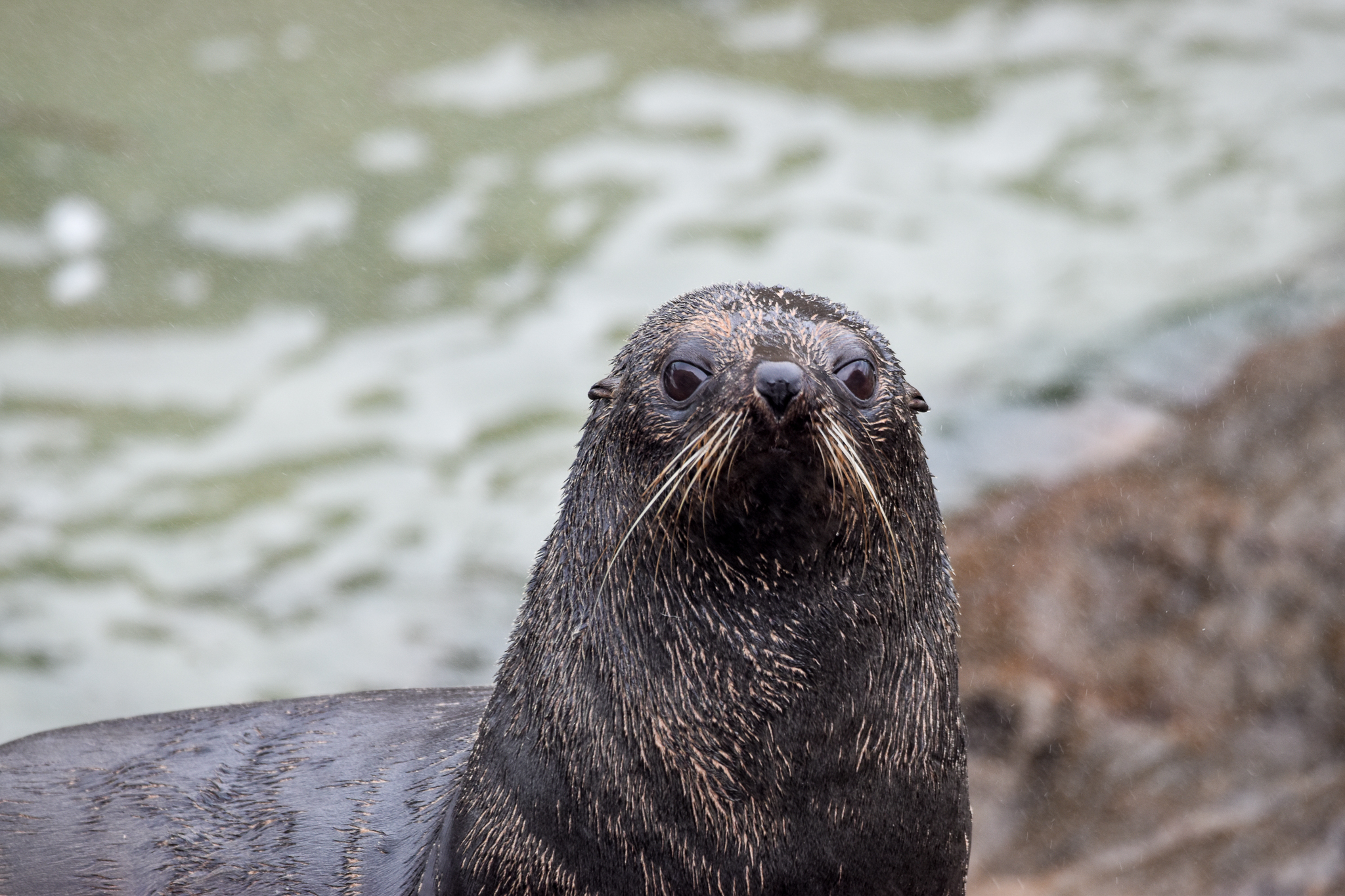 New Zealand Fur Seal