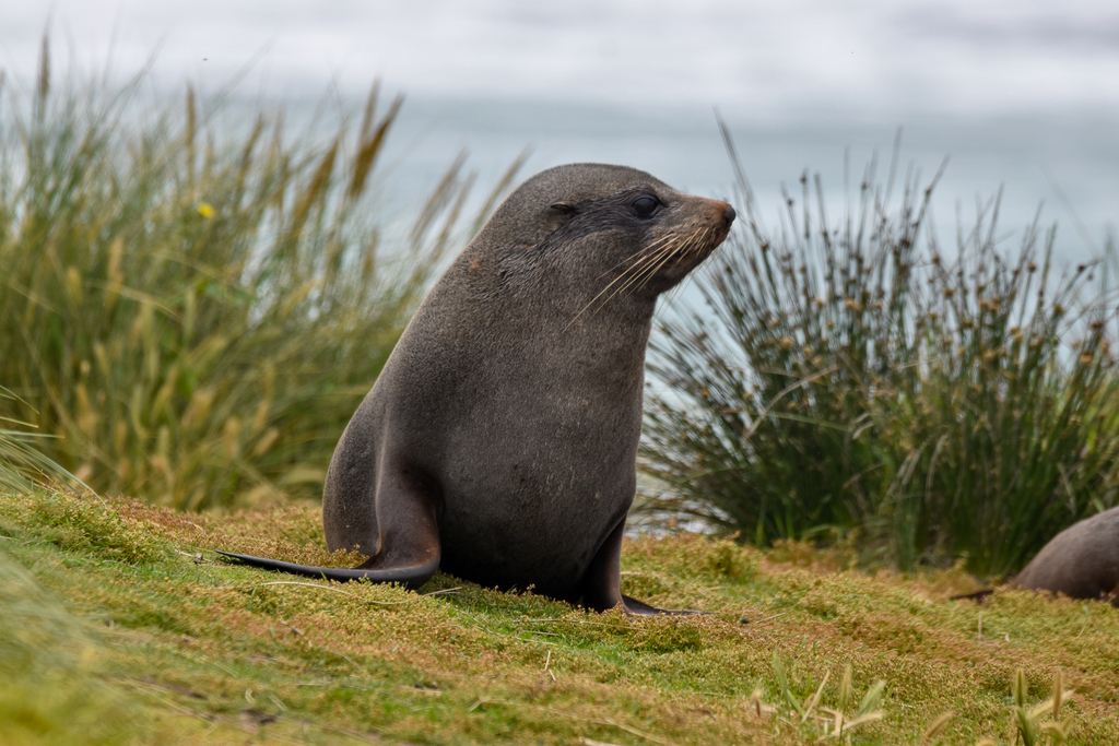 New Zealand Fur Seal