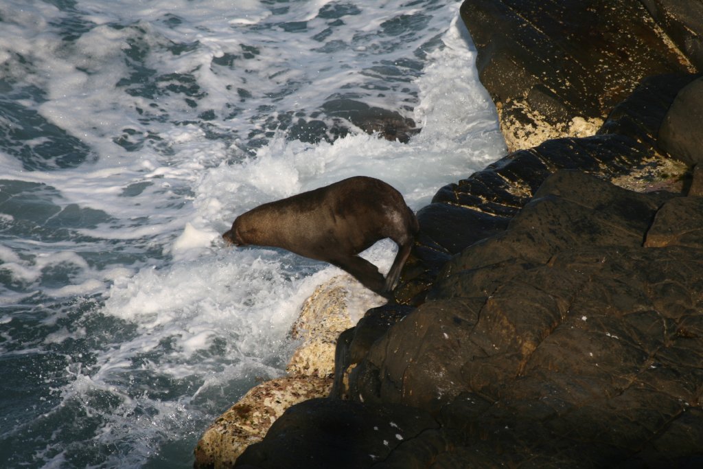 New Zealand Fur Seal