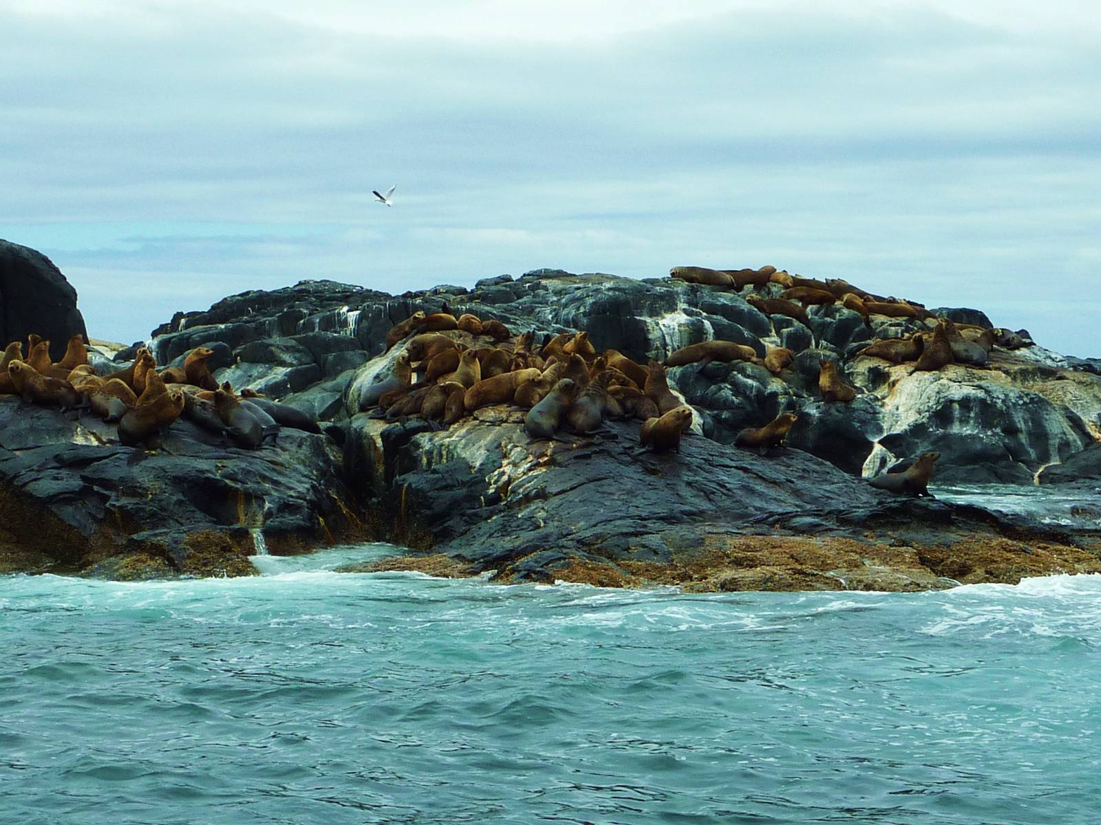 New Zealand Fur Seals, Montague Island off Narooma, NSW