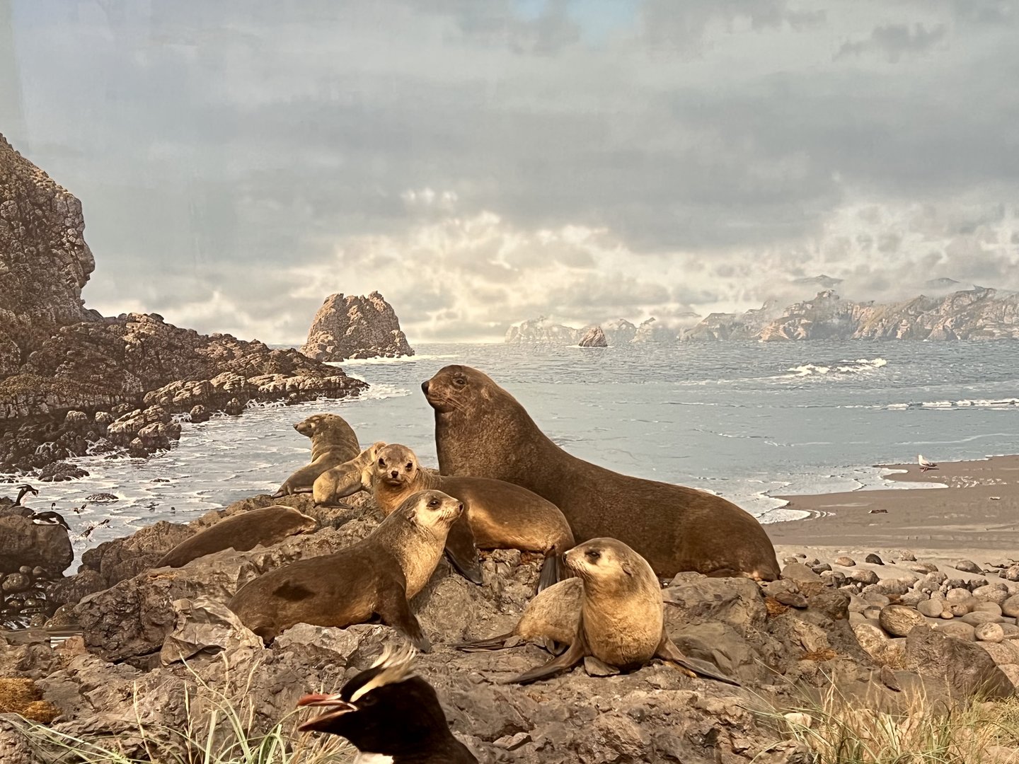 New Zealand Fur Seals