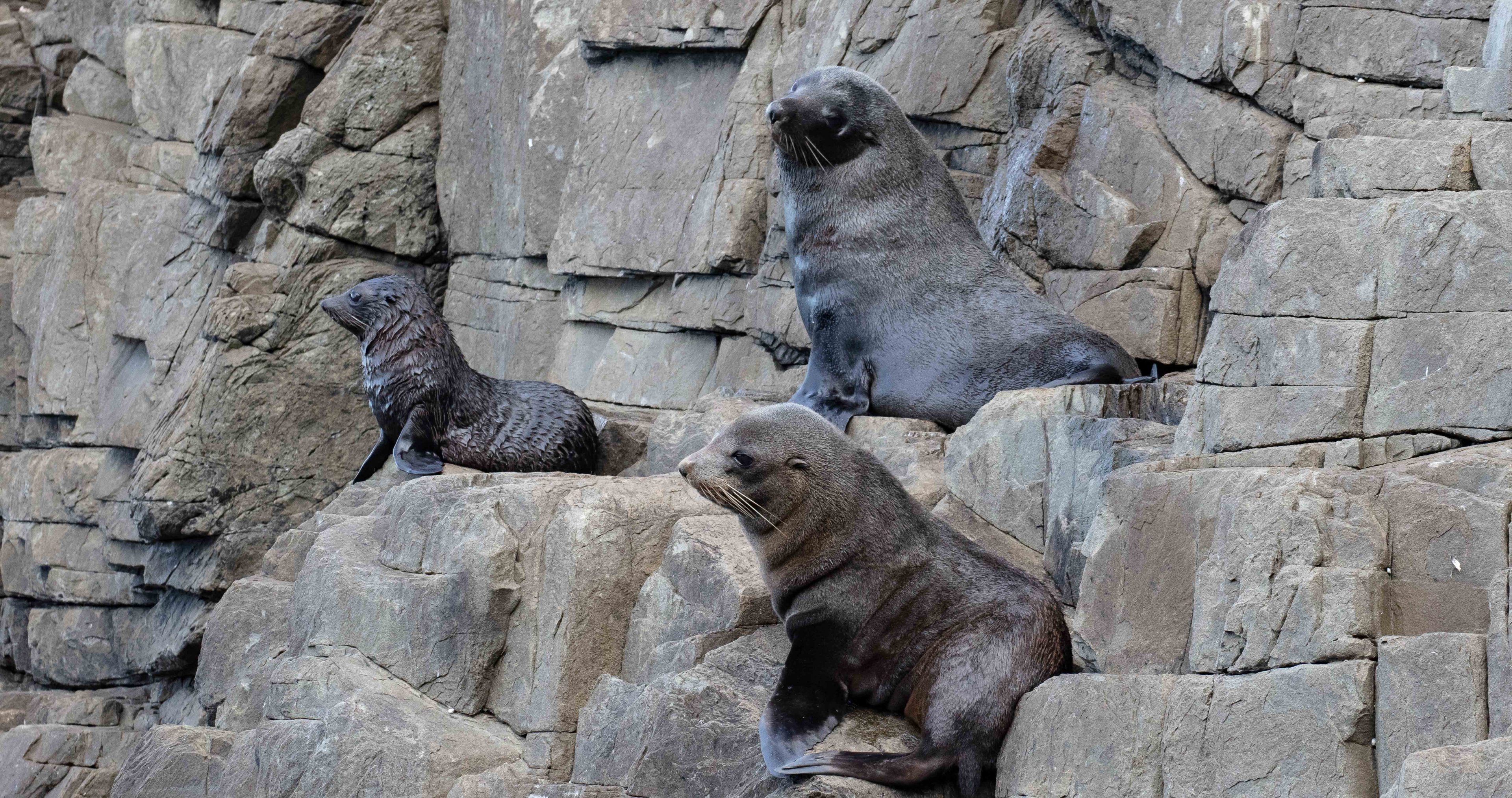 New Zealand Fur Seals