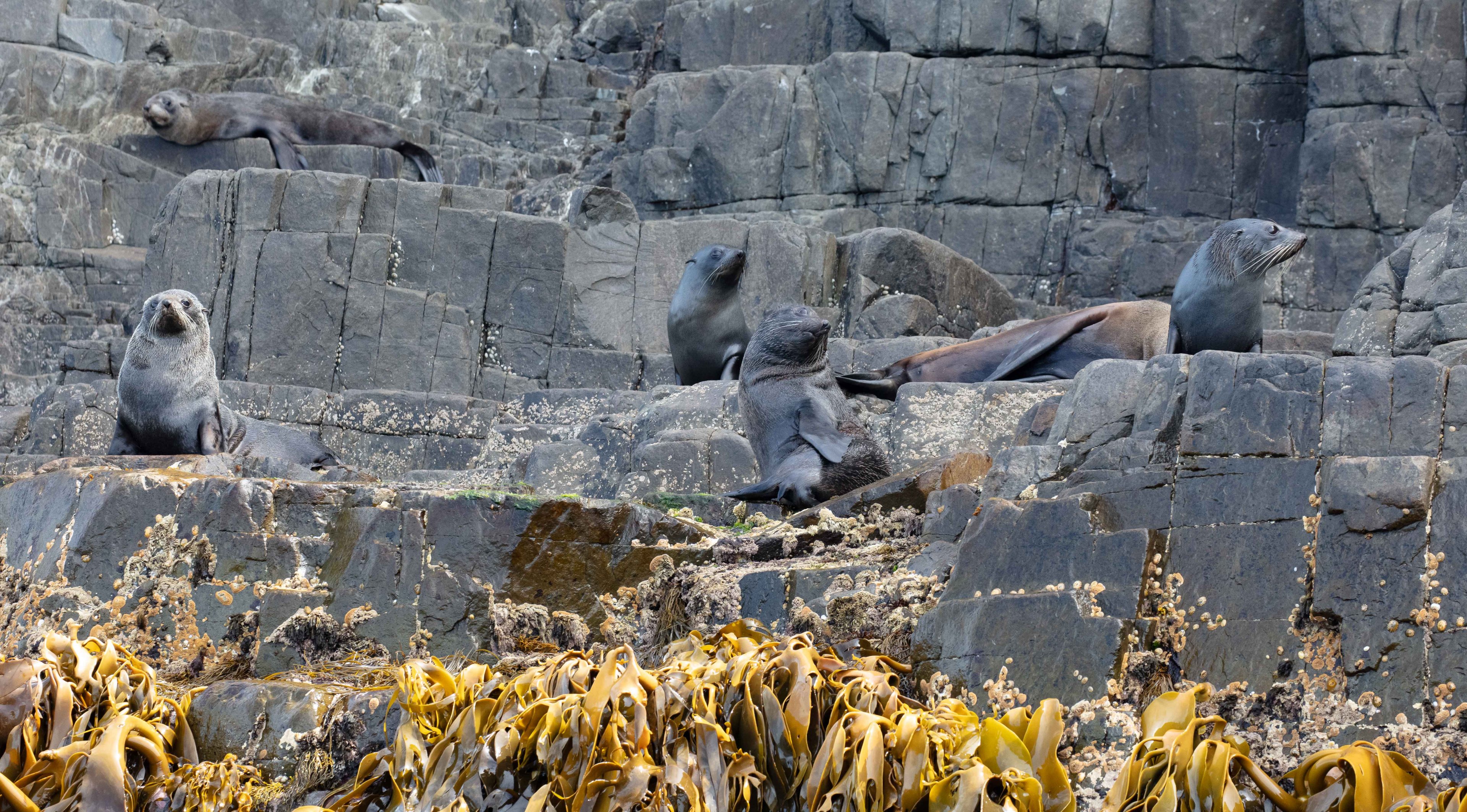 New Zealand Fur Seals