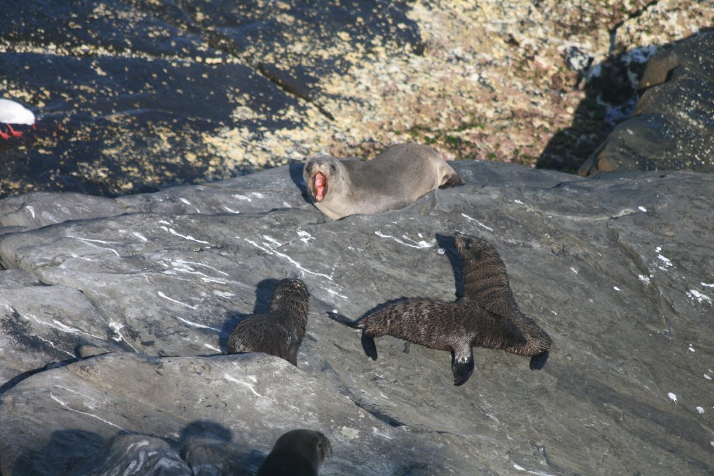 New Zealand Fur Seals